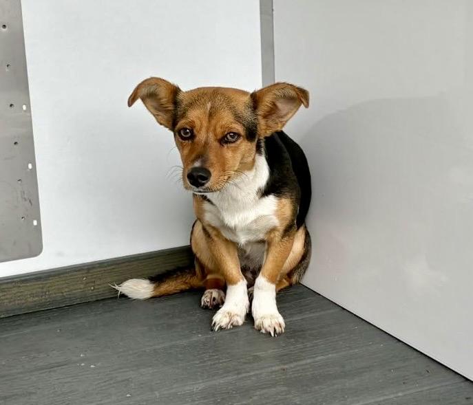 GARBO, a ADOPTABLE mixed breed in los angeles, CA image 1/2