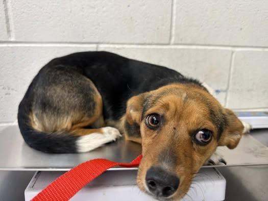 GARBO, a ADOPTABLE mixed breed in los angeles, CA image 2/2