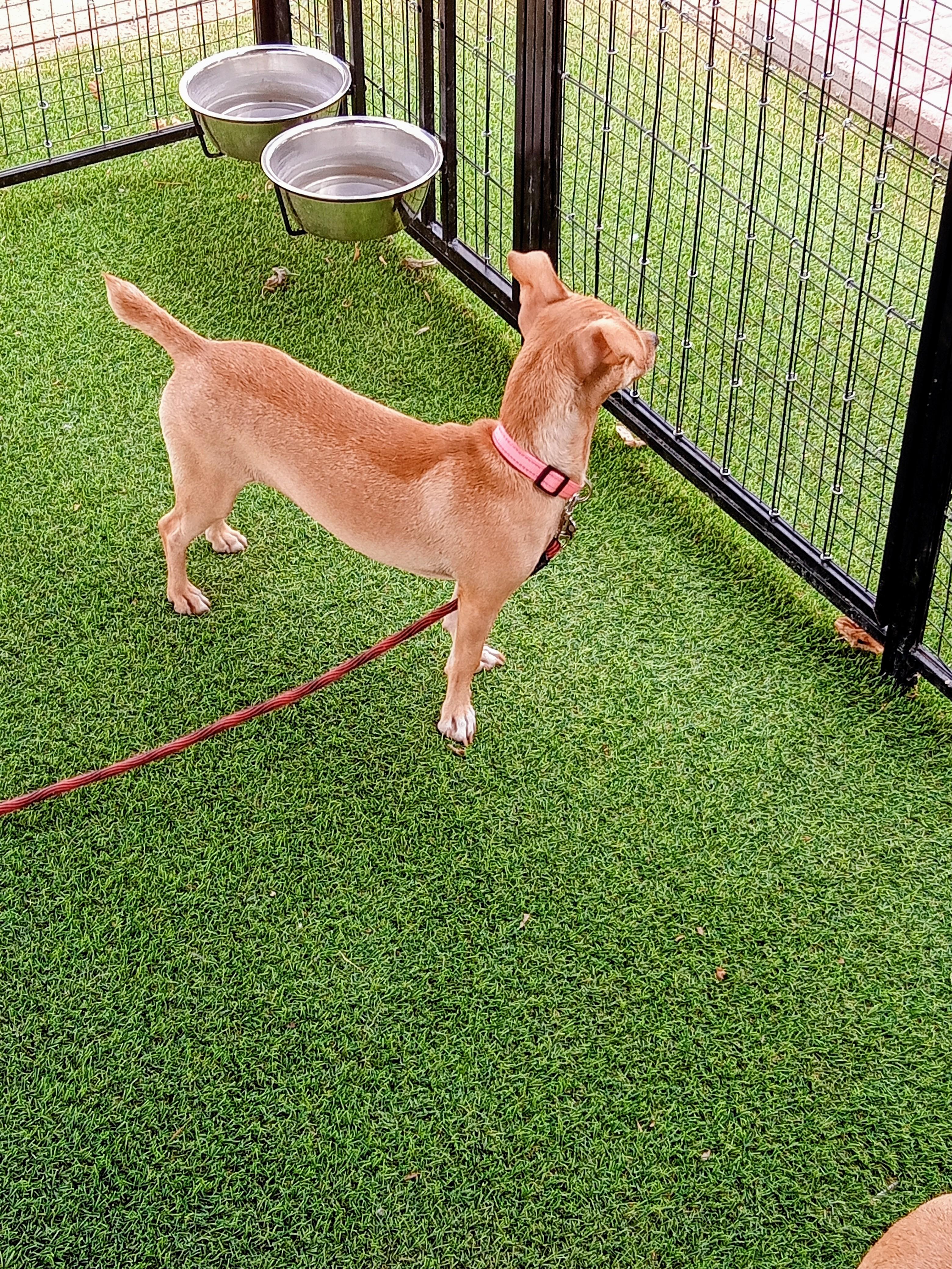 Enlarge Lucille, a Adoptable Chihuahua in Albuquerque, NM image 3/3