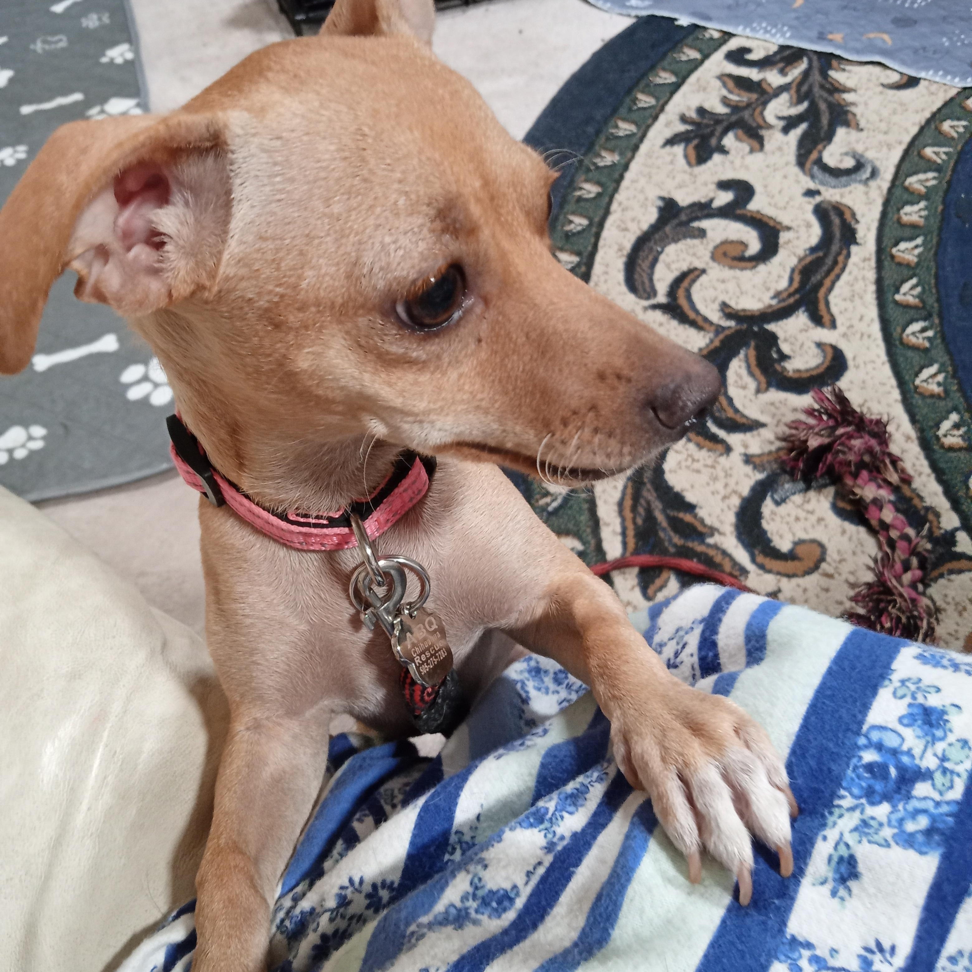 Lucille, Adoptable, Puppy Female Chihuahua.
