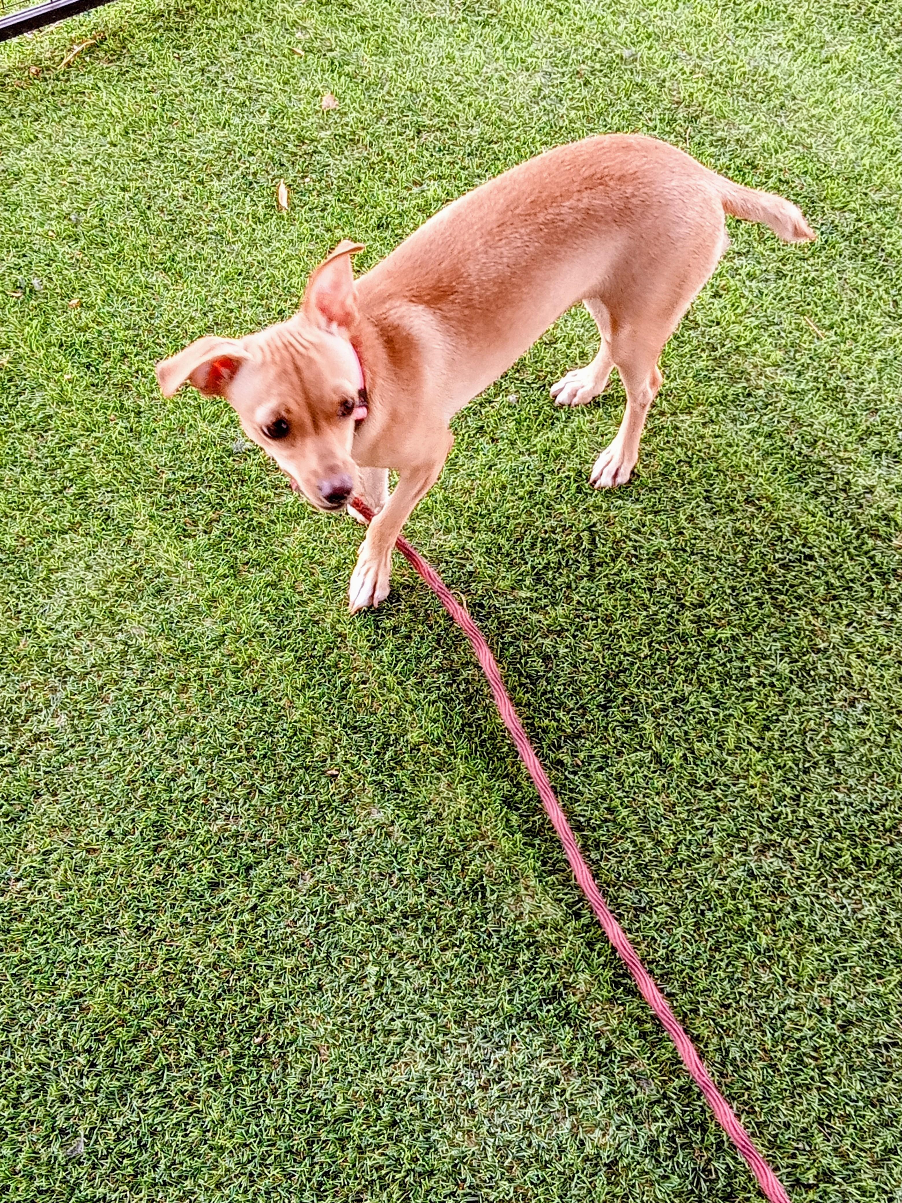 Enlarge Lucille, a Adoptable Chihuahua in Albuquerque, NM image 2/3
