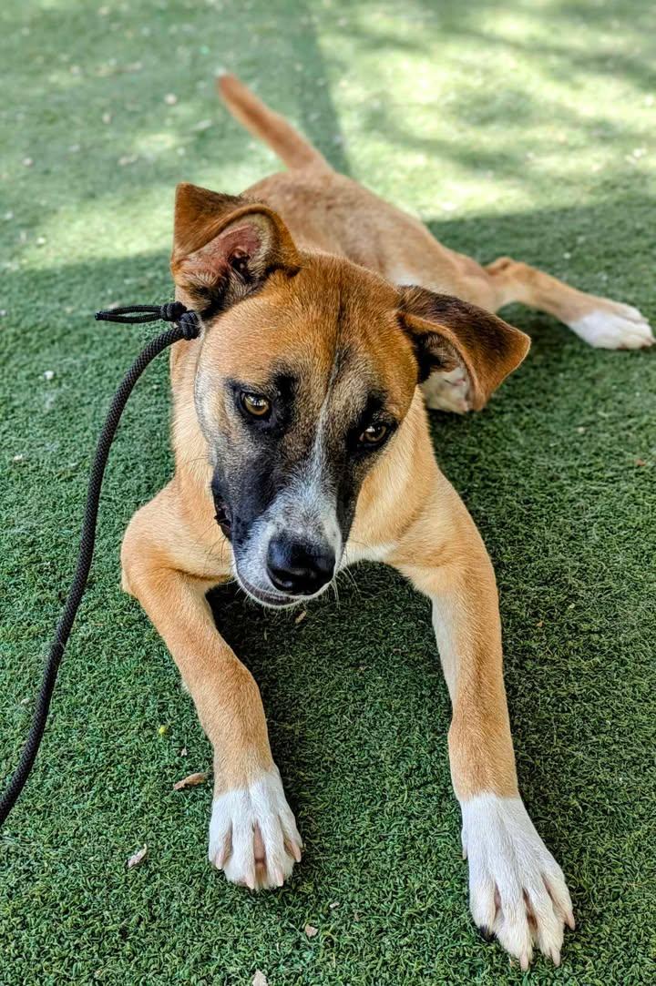 Pablo, Adult Male Shepherd