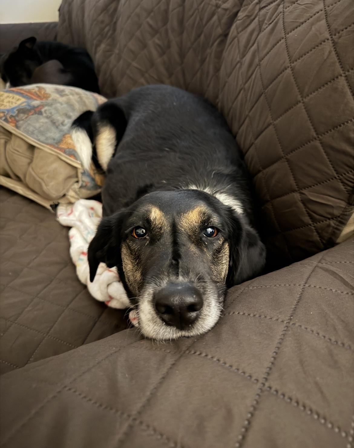 Auri, Adoptable, Adult Female Border Collie.