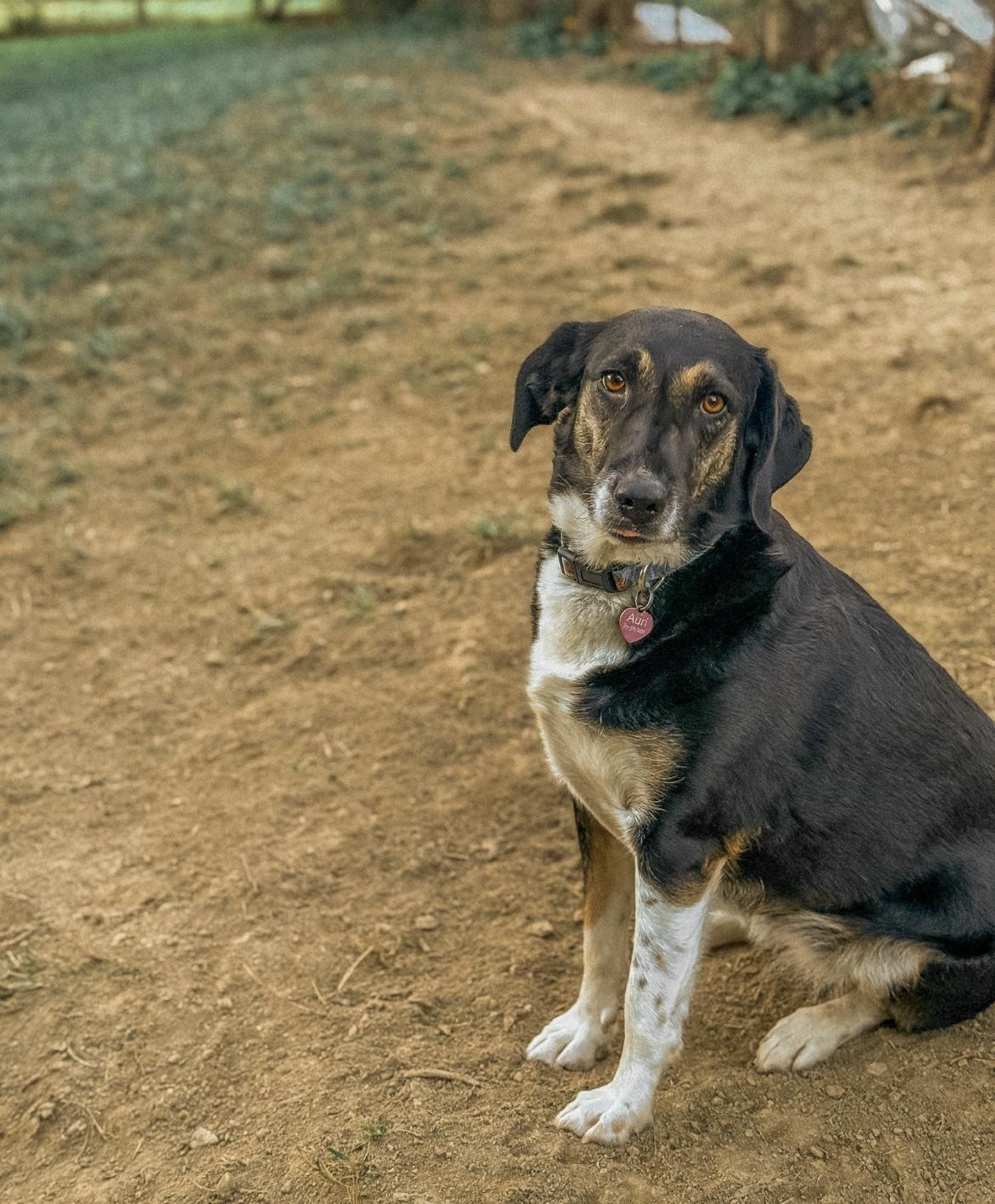 Auri, a Adoptable mixed breed in Junction City, KY image 3/5