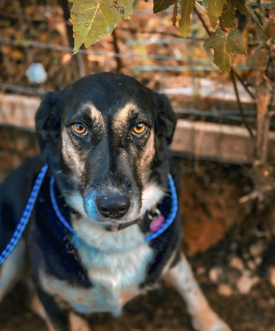 Auri, a Adoptable mixed breed in Junction City, KY image 4/5