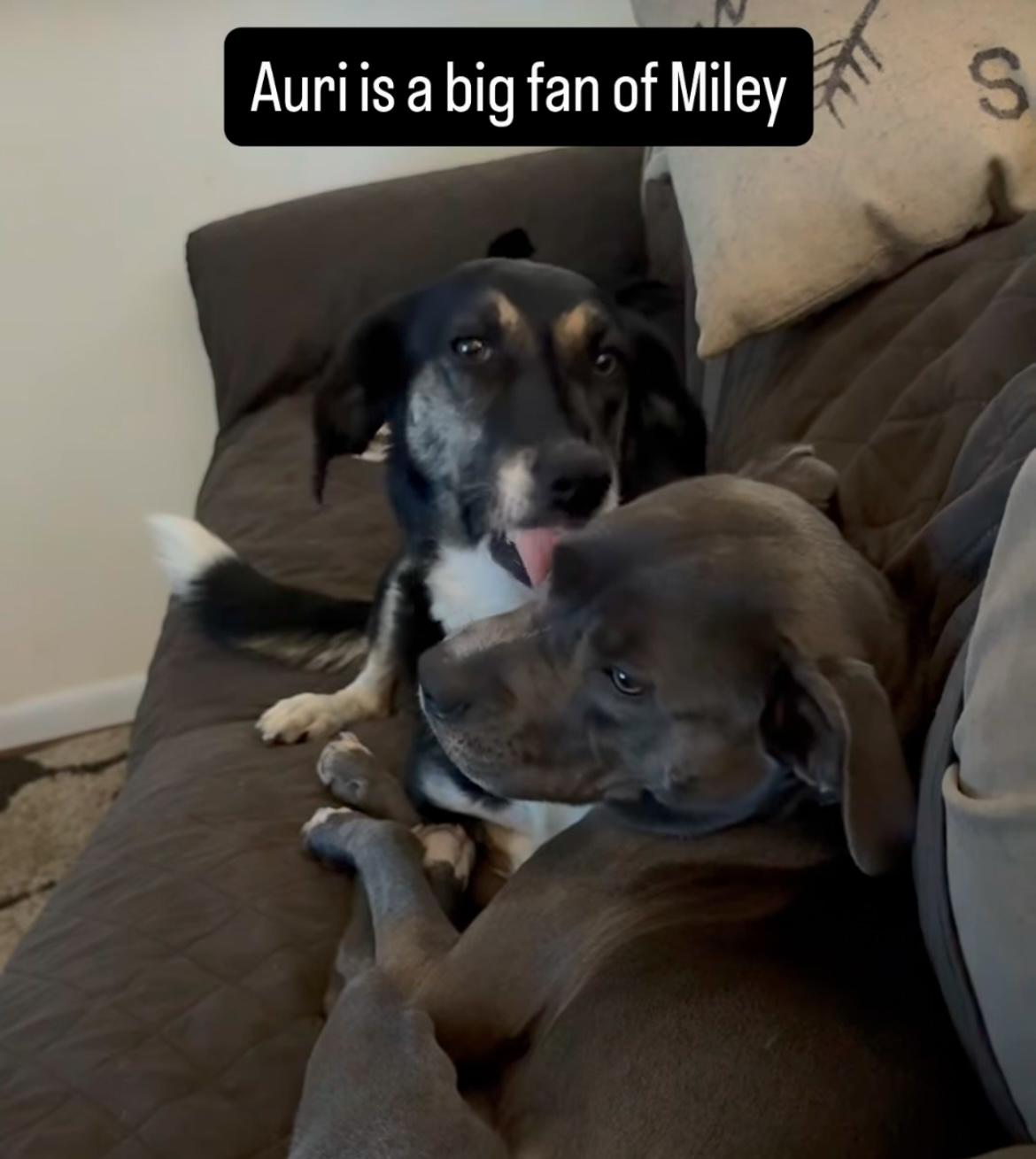 Auri, a Adoptable mixed breed in Junction City, KY image 2/5