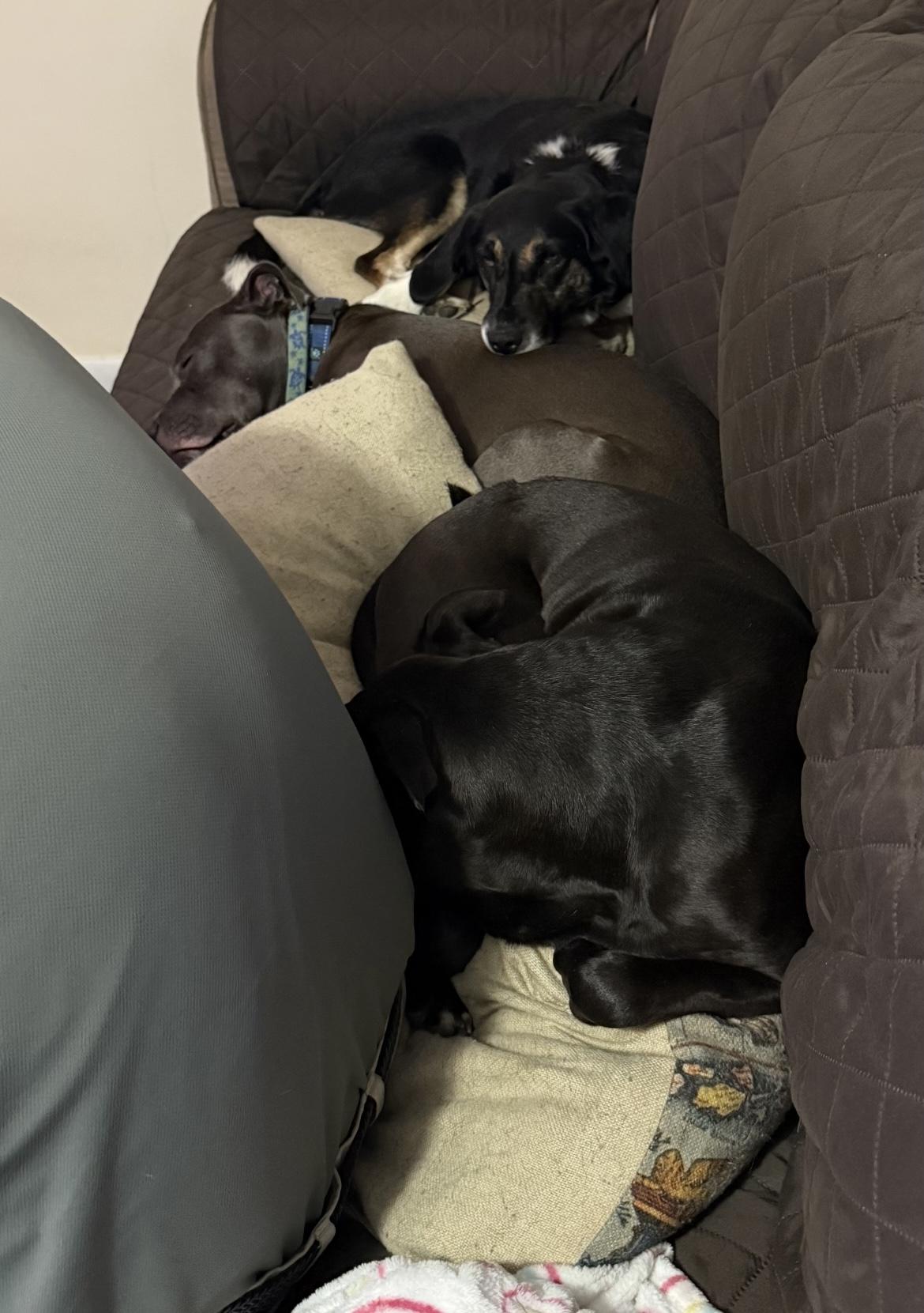 Auri, a Adoptable mixed breed in Junction City, KY image 5/5