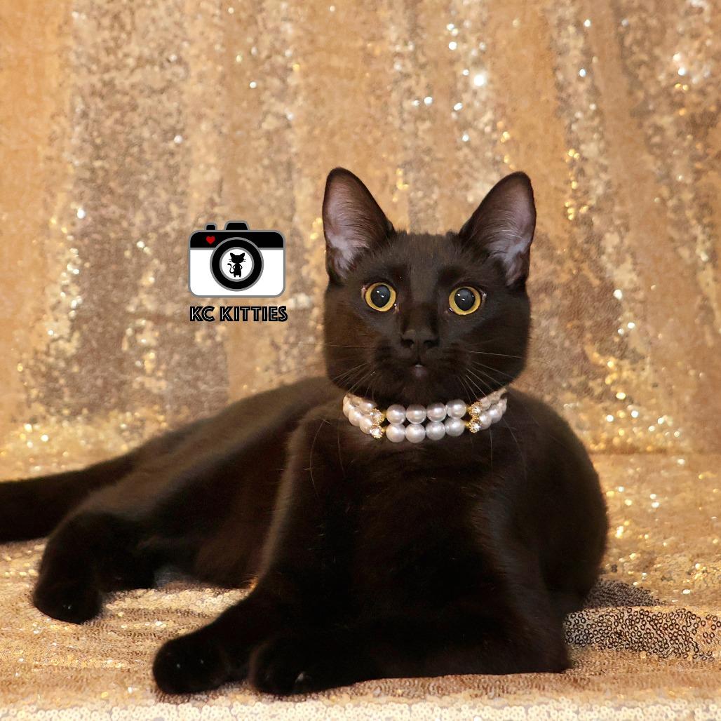 Penny, Adoptable, Young Female Domestic Medium Hair.