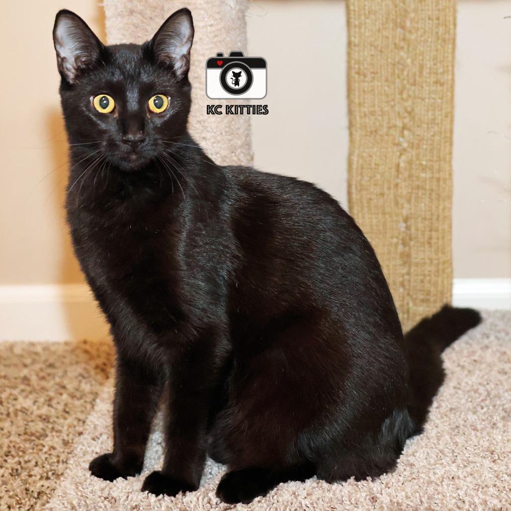 Penny, a Adoptable Domestic Medium Hair in FAIRWAY, KS image 1/6