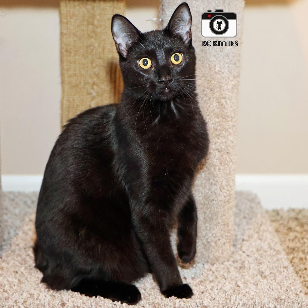 Penny, a Adoptable Domestic Medium Hair in FAIRWAY, KS image 2/6