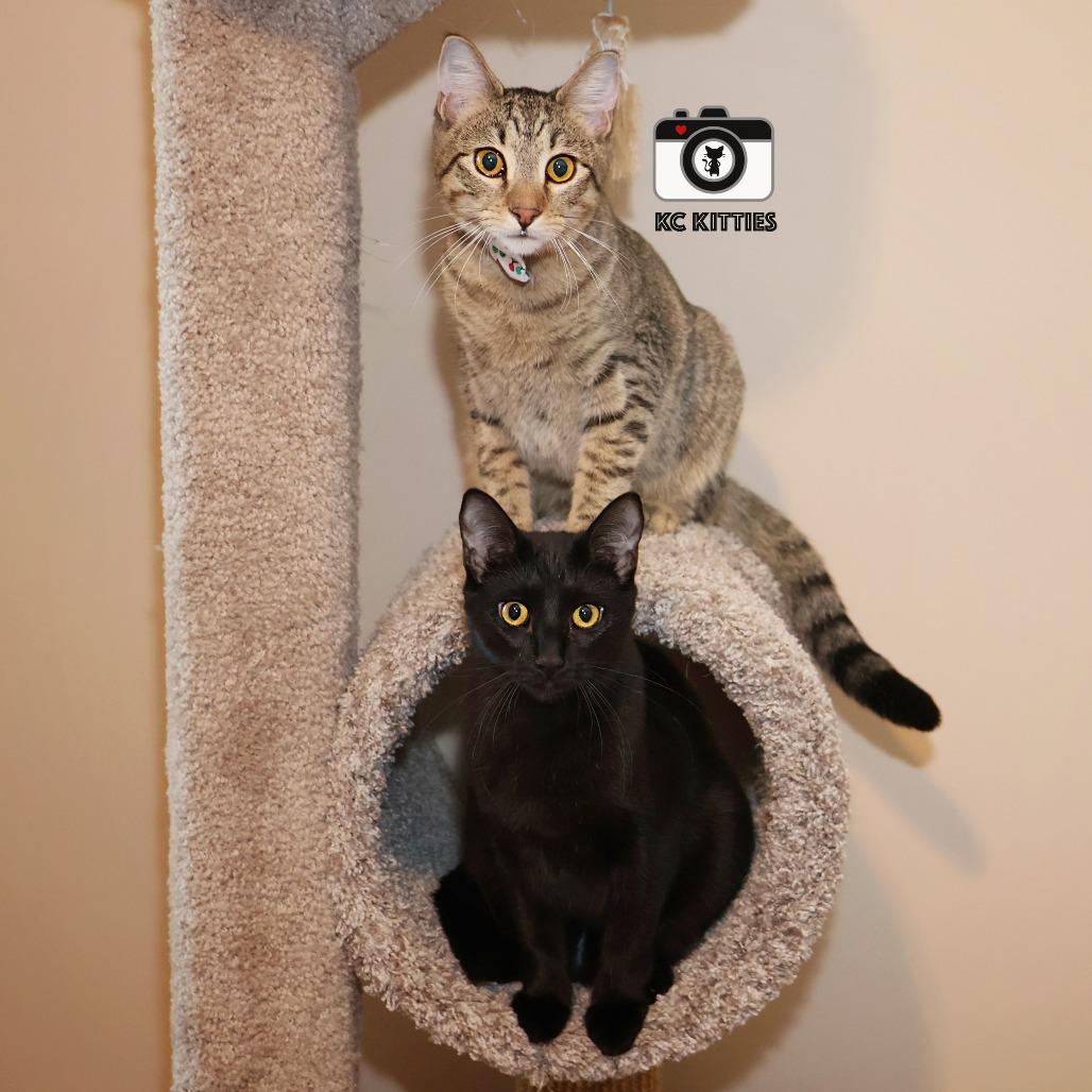 Penny, a Adoptable Domestic Medium Hair in FAIRWAY, KS image 3/6