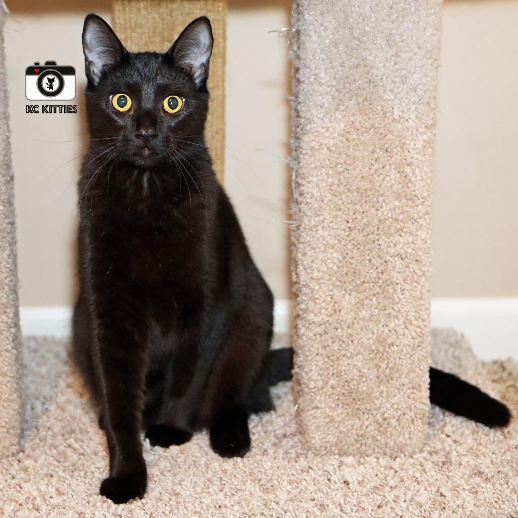 Penny, a Adoptable Domestic Medium Hair in FAIRWAY, KS image 4/6