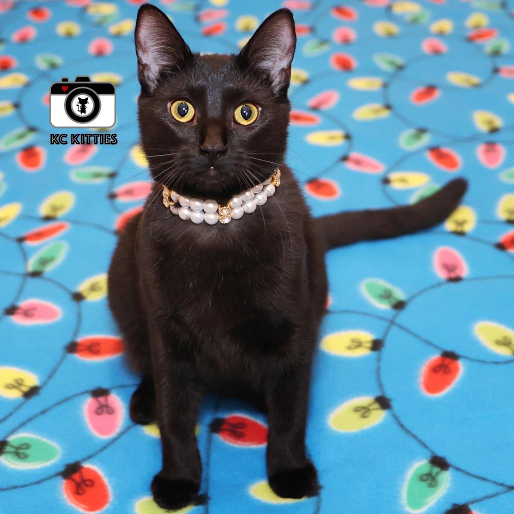 Enlarge Penny, a Adoptable Domestic Medium Hair in FAIRWAY, KS image 4/6