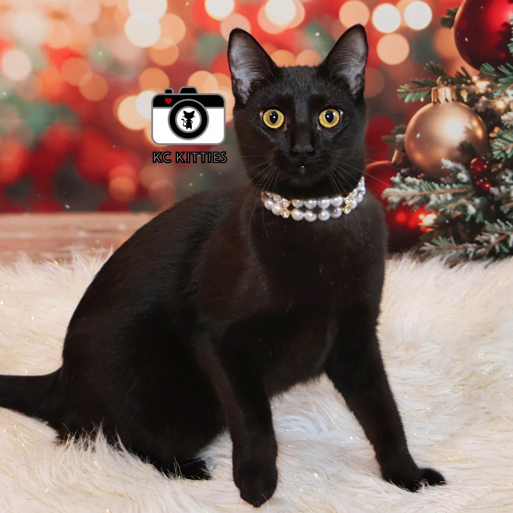 Penny, a Adoptable Domestic Medium Hair in FAIRWAY, KS image 5/6