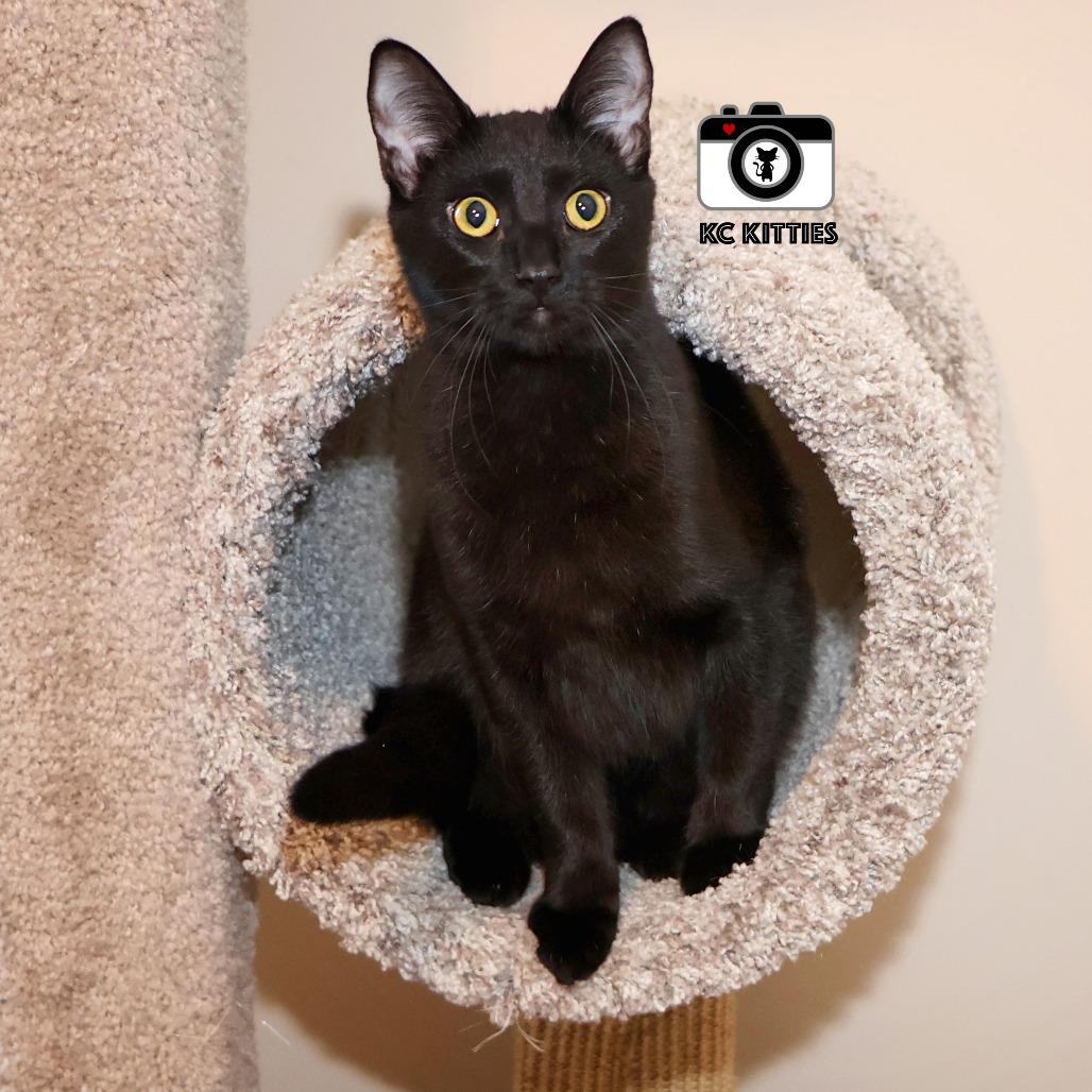 Penny, a Adoptable Domestic Medium Hair in FAIRWAY, KS image 6/6