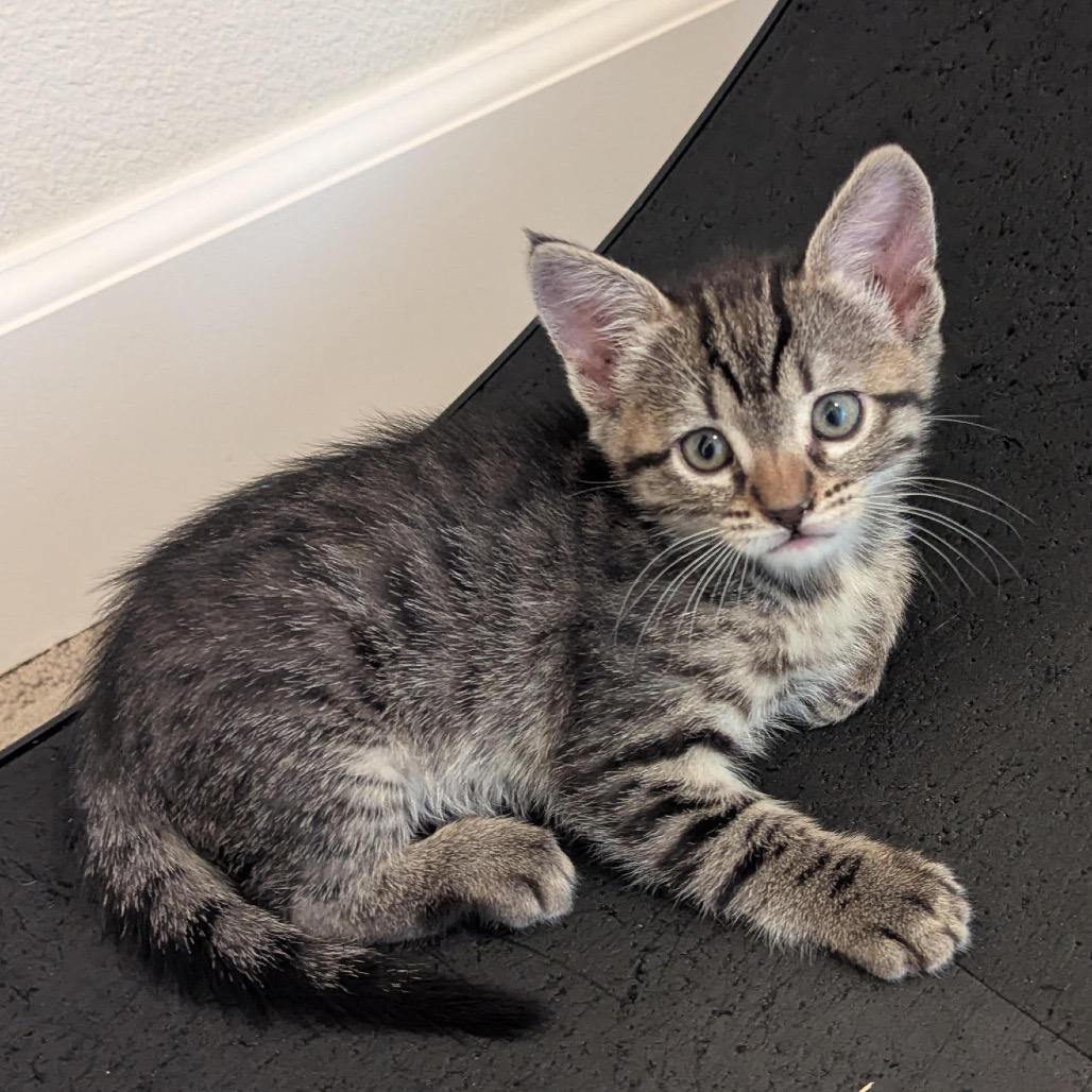 Enlarge Tiny, a Adoptable Domestic Short Hair in Morgan Hill, CA image 1/5