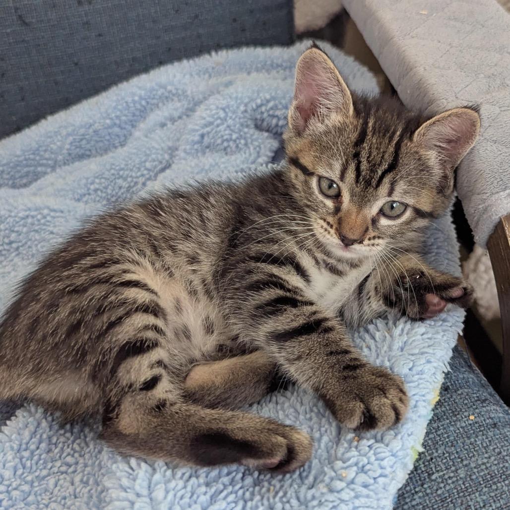 Enlarge Tiny, a Adoptable Domestic Short Hair in Morgan Hill, CA image 2/5