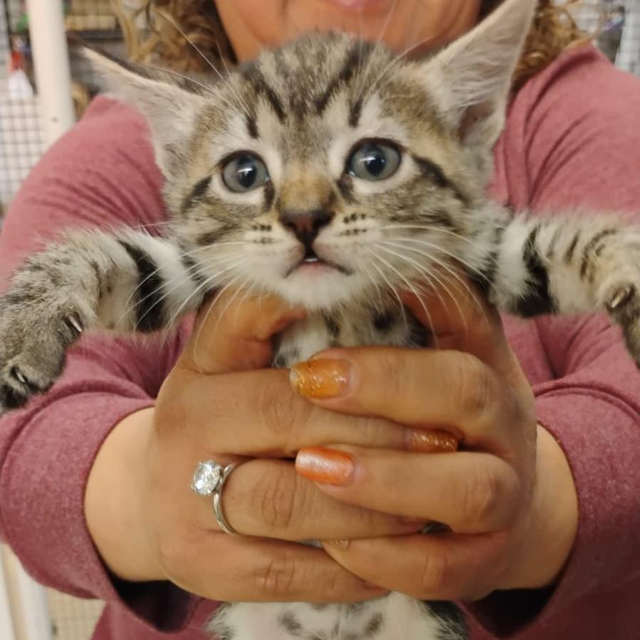 Enlarge Tiny, a Adoptable Domestic Short Hair in Morgan Hill, CA image 3/5