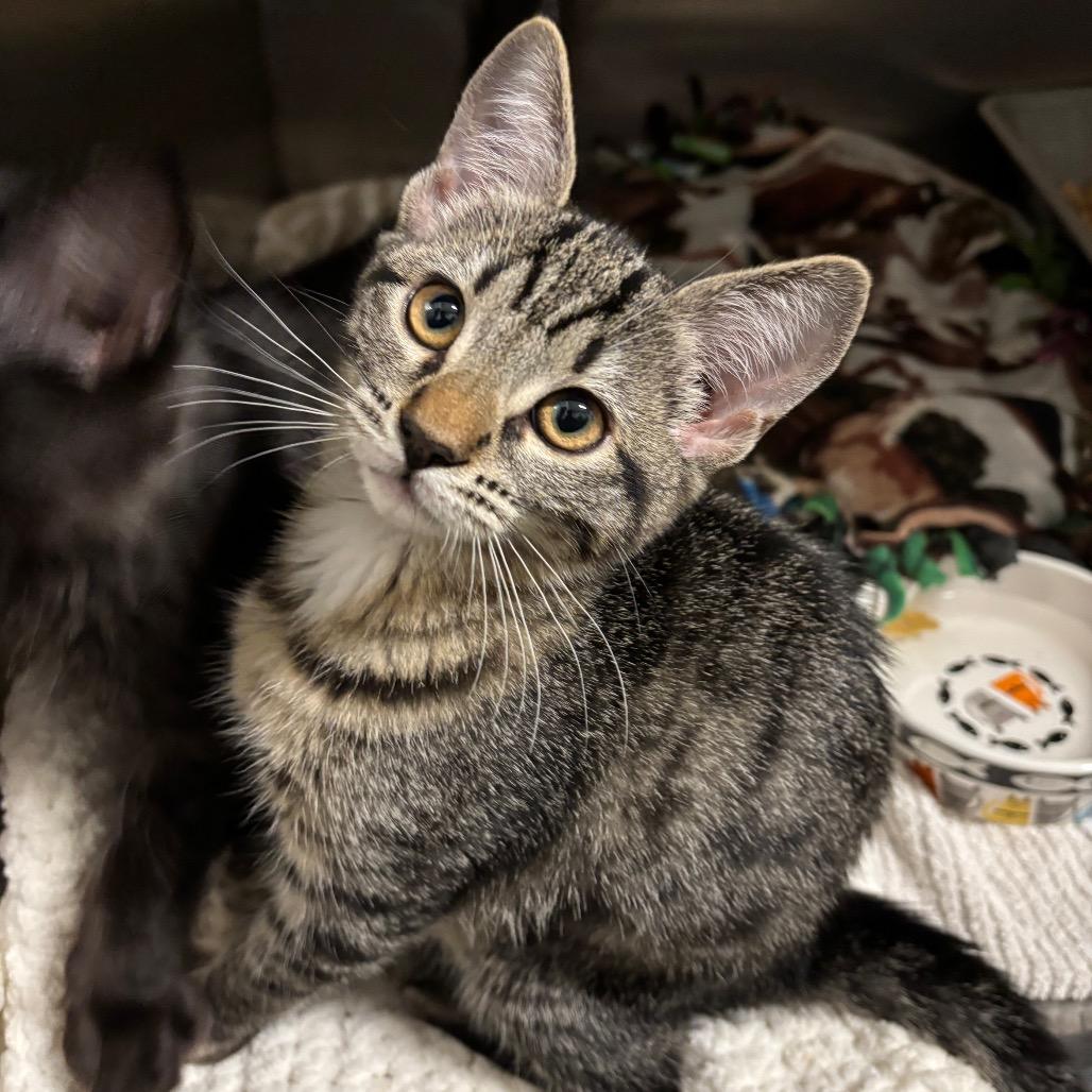 Enlarge Tiny, a Adoptable Domestic Short Hair in Morgan Hill, CA image 4/5