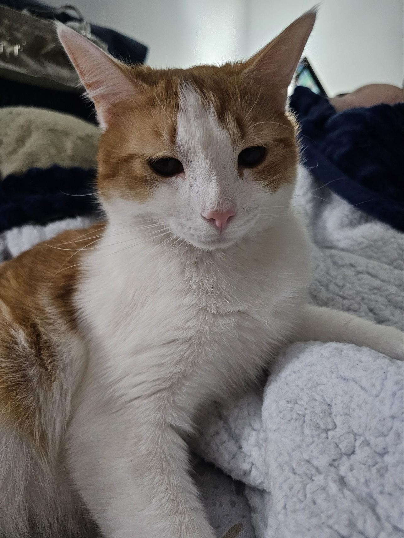 Scout, ADOPTABLE, Adult Male Domestic Short Hair.