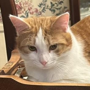 Scout, ADOPTABLE, Adult Male Domestic Short Hair.