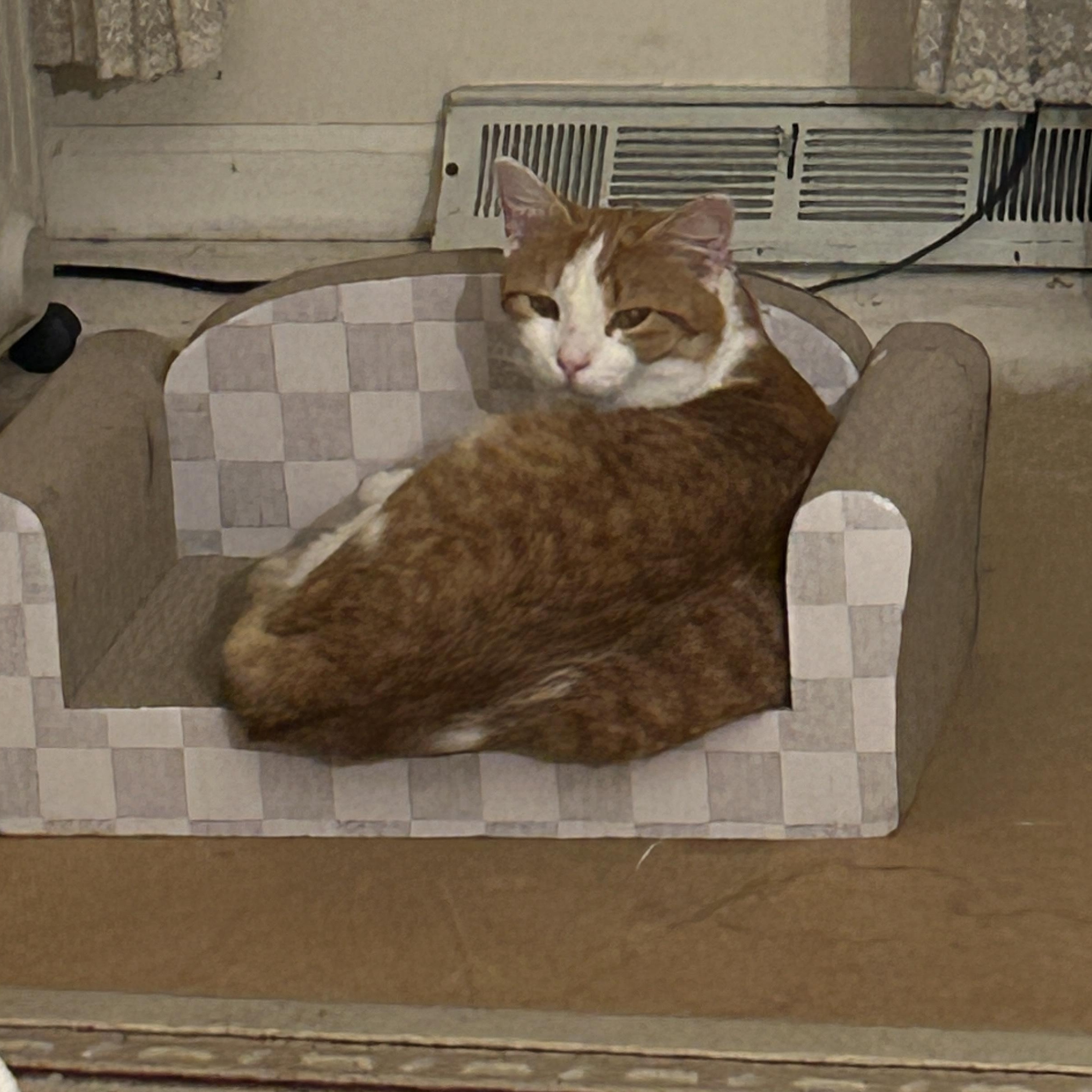 Enlarge Scout, a ADOPTABLE Domestic Short Hair in Allentown, PA image 2/5