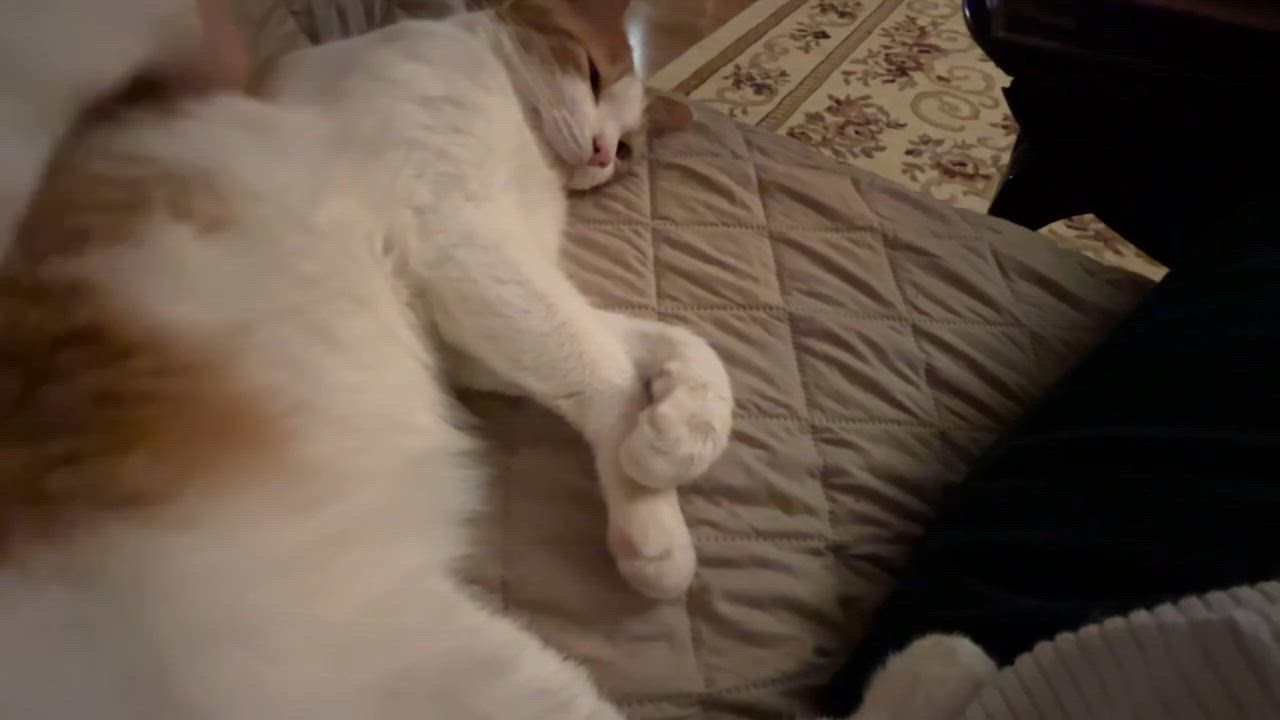 Enlarge Scout, a ADOPTABLE Domestic Short Hair in Allentown, PA video 3/5