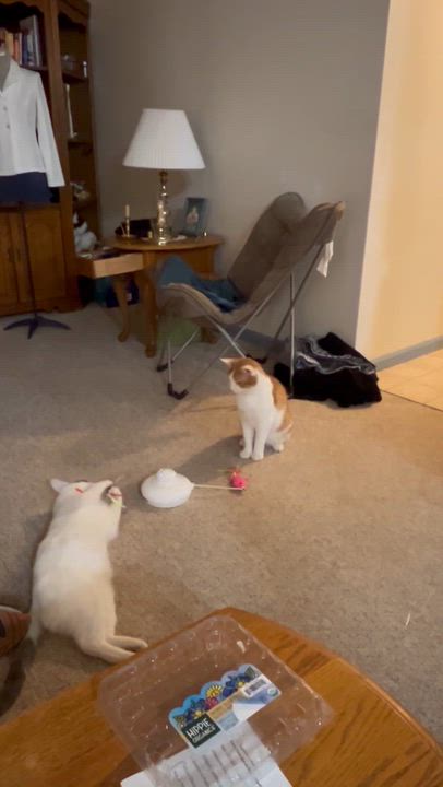 Enlarge Scout, a ADOPTABLE Domestic Short Hair in Allentown, PA video 4/5