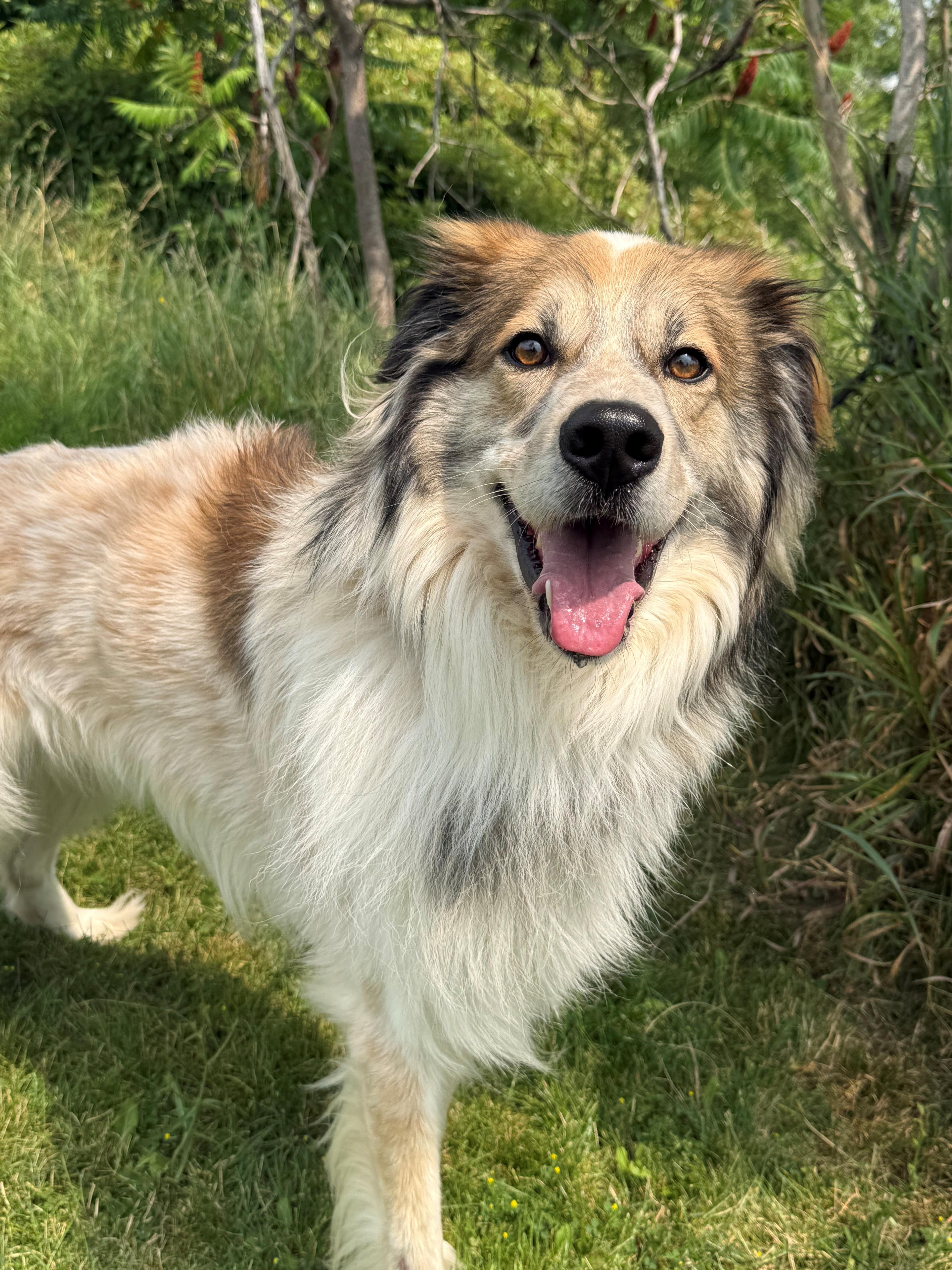 Enlarge Koda, an adoptable mixed breed in Hamilton, ON image 5/6