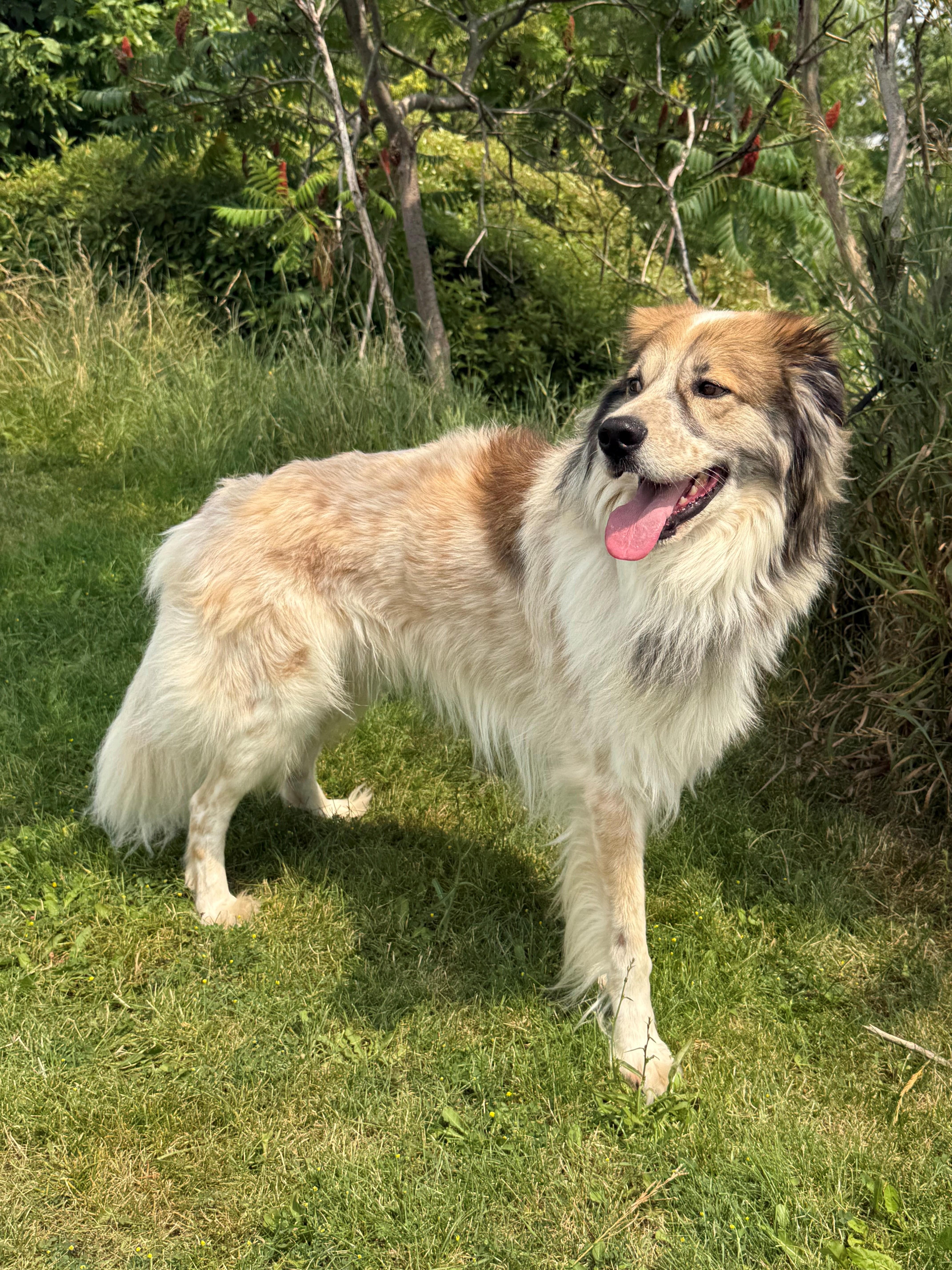 Enlarge Koda, an adoptable mixed breed in Hamilton, ON image 2/6