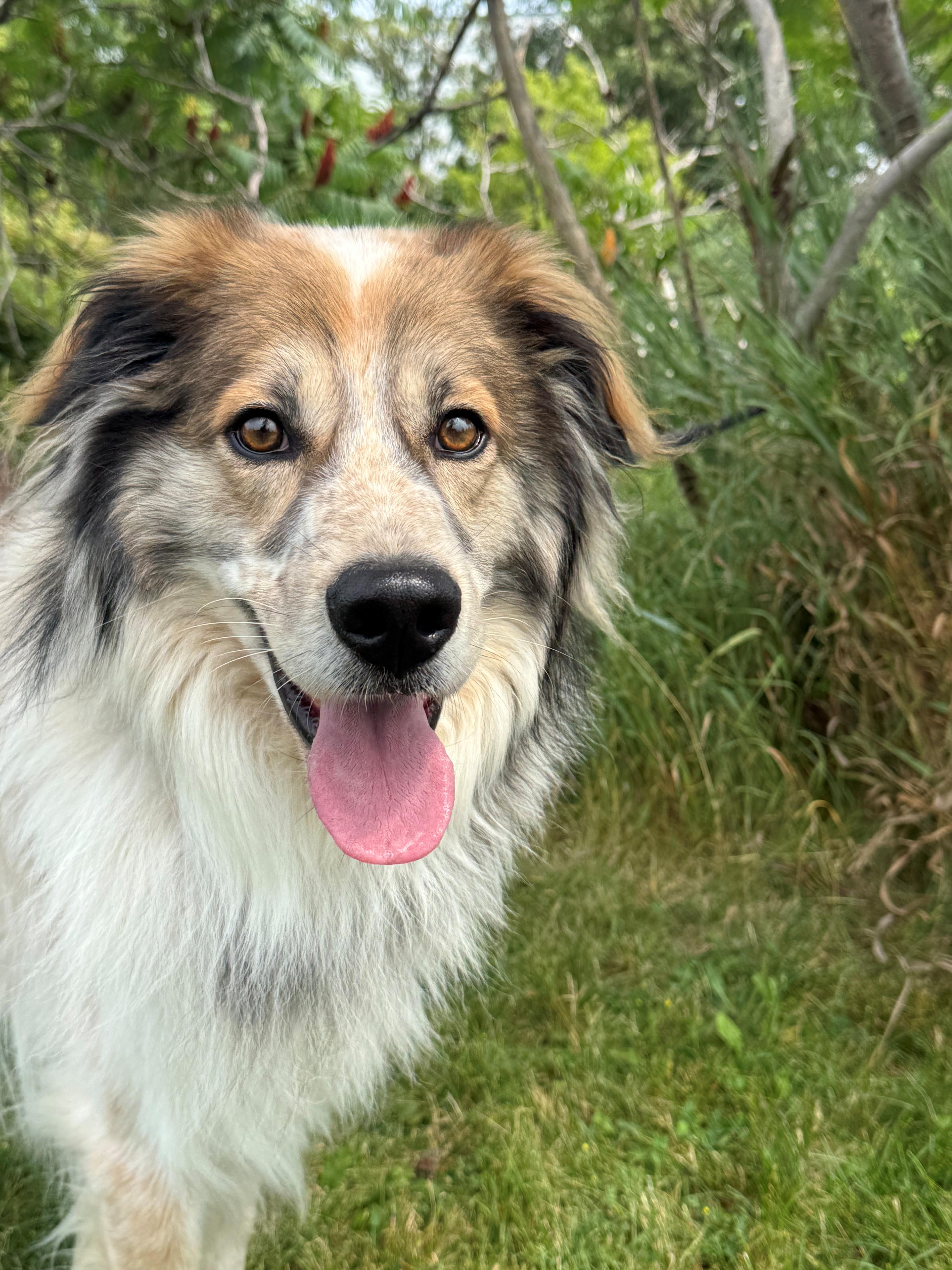 Koda, adoptable, Adult Male Australian Shepherd & Great Pyrenees.