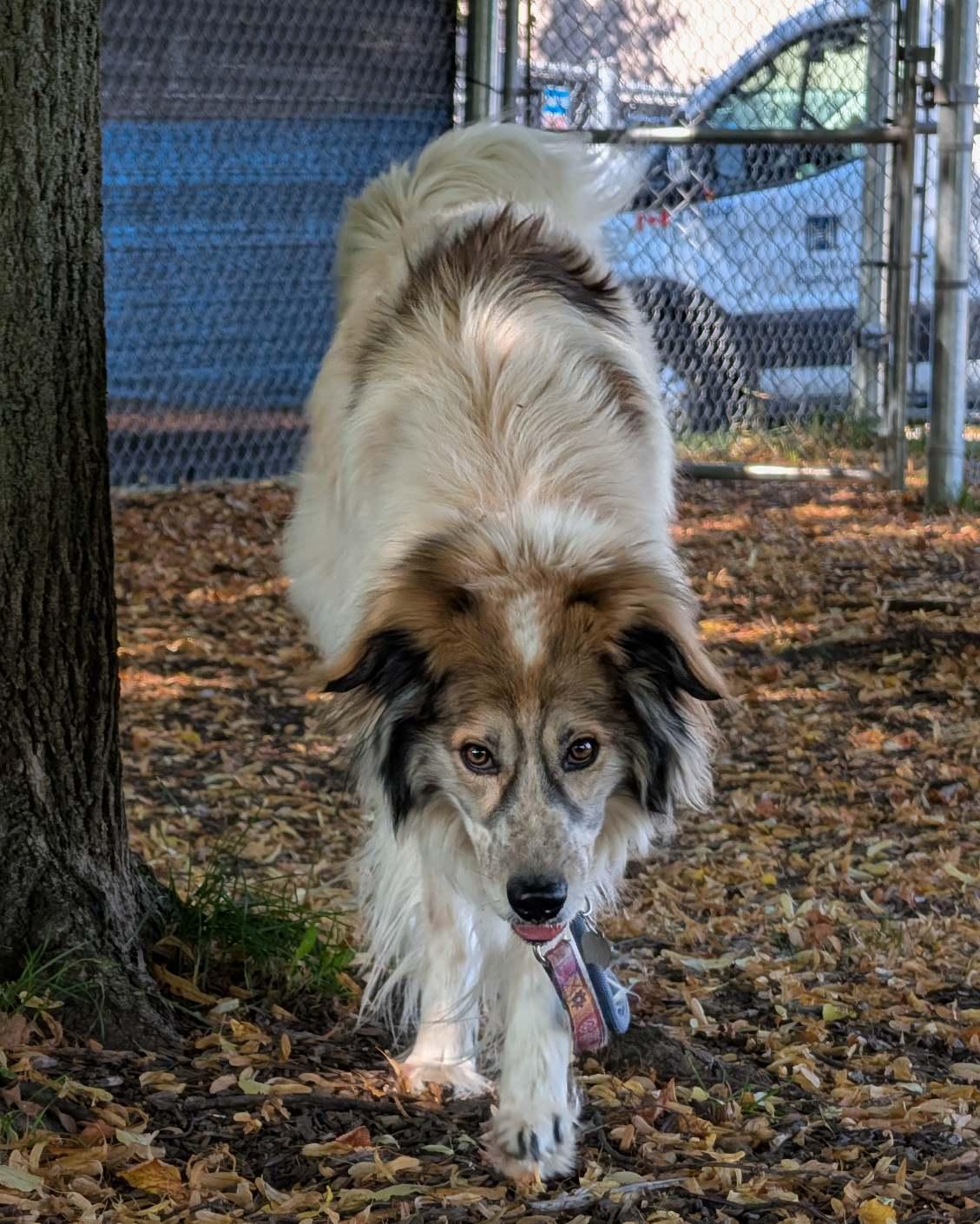Enlarge Koda, an adoptable mixed breed in Hamilton, ON image 6/6