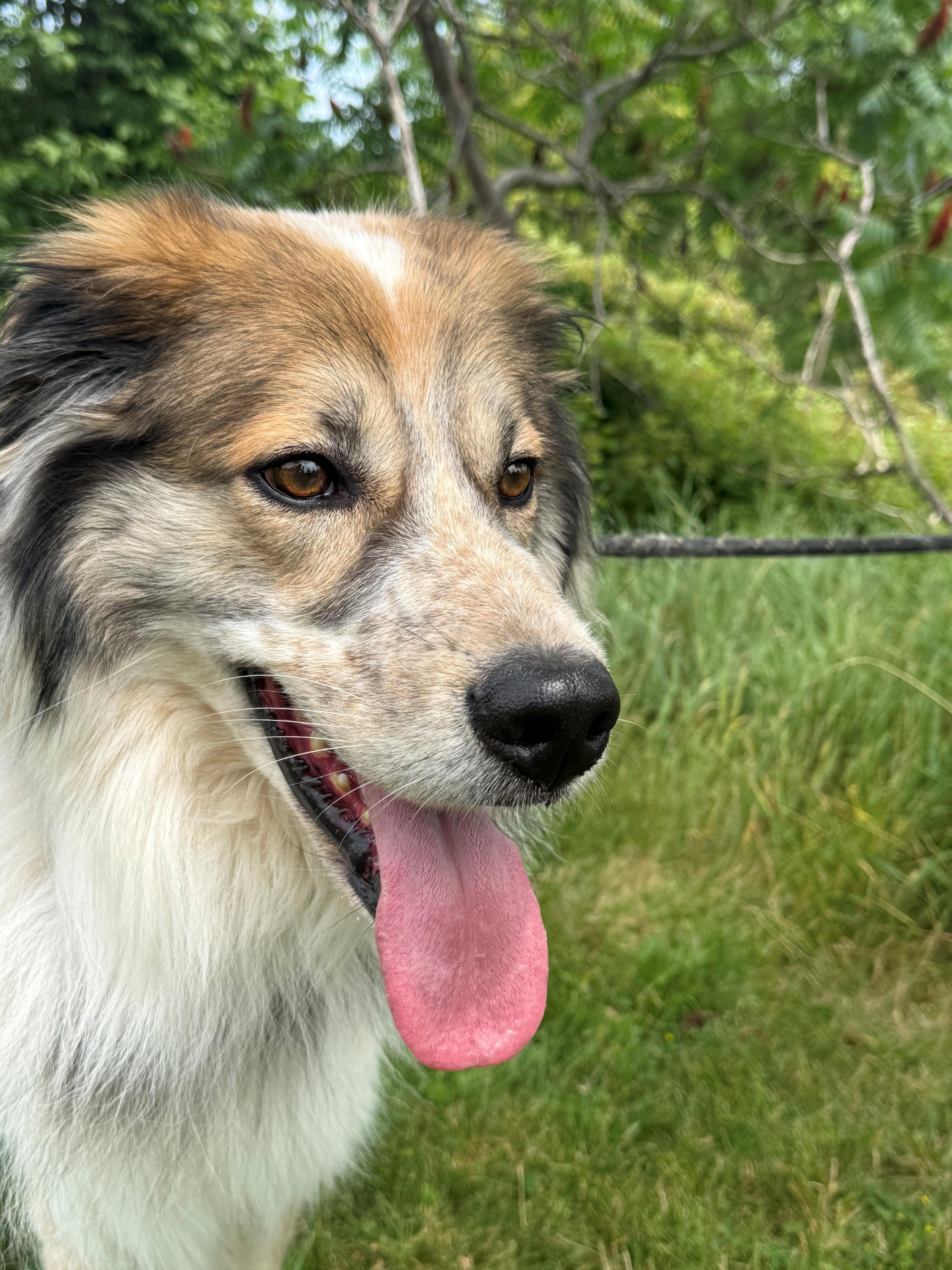 Enlarge Koda, an adoptable mixed breed in Hamilton, ON image 4/6