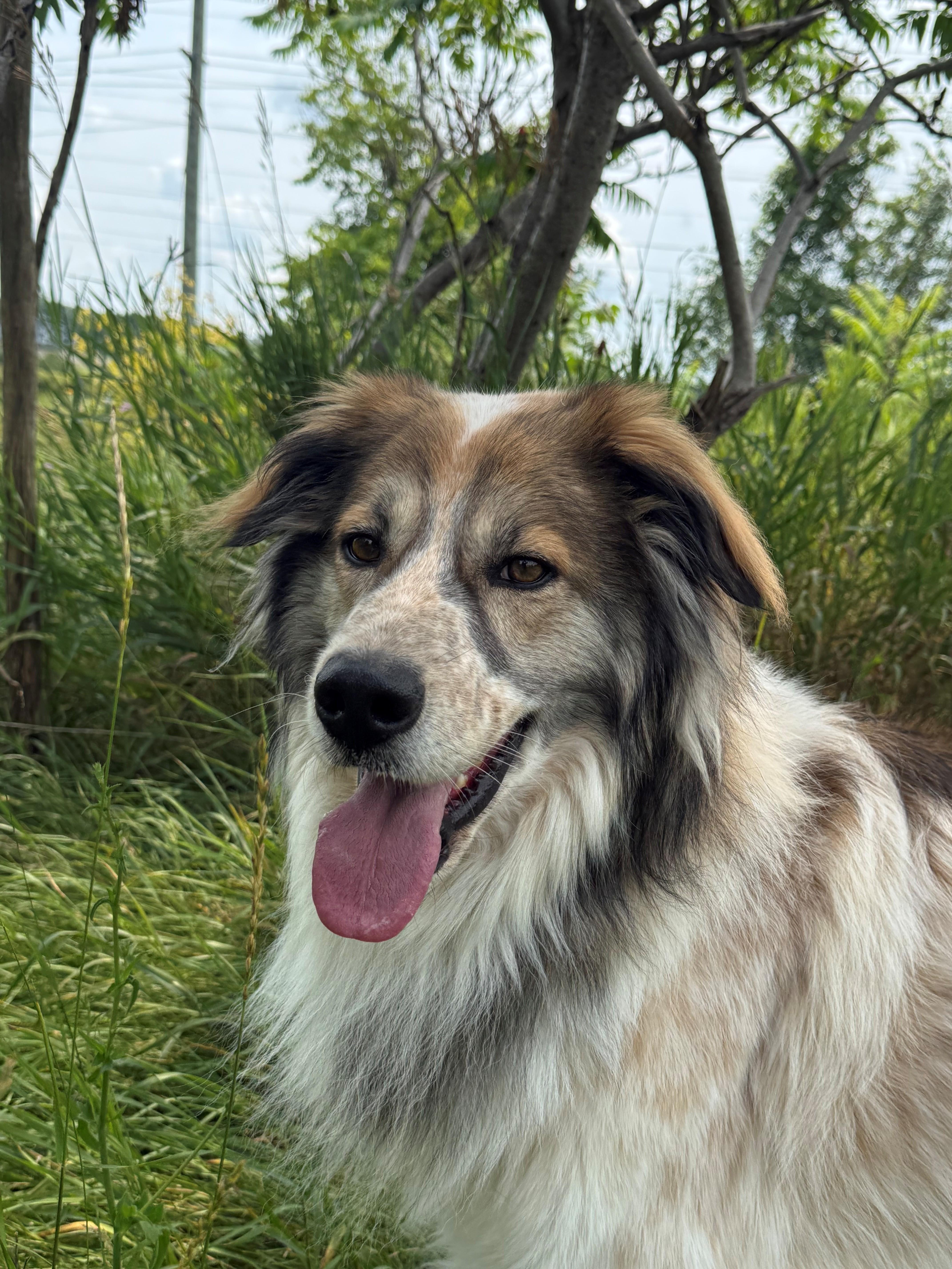 Enlarge Koda, an adoptable mixed breed in Hamilton, ON image 3/6