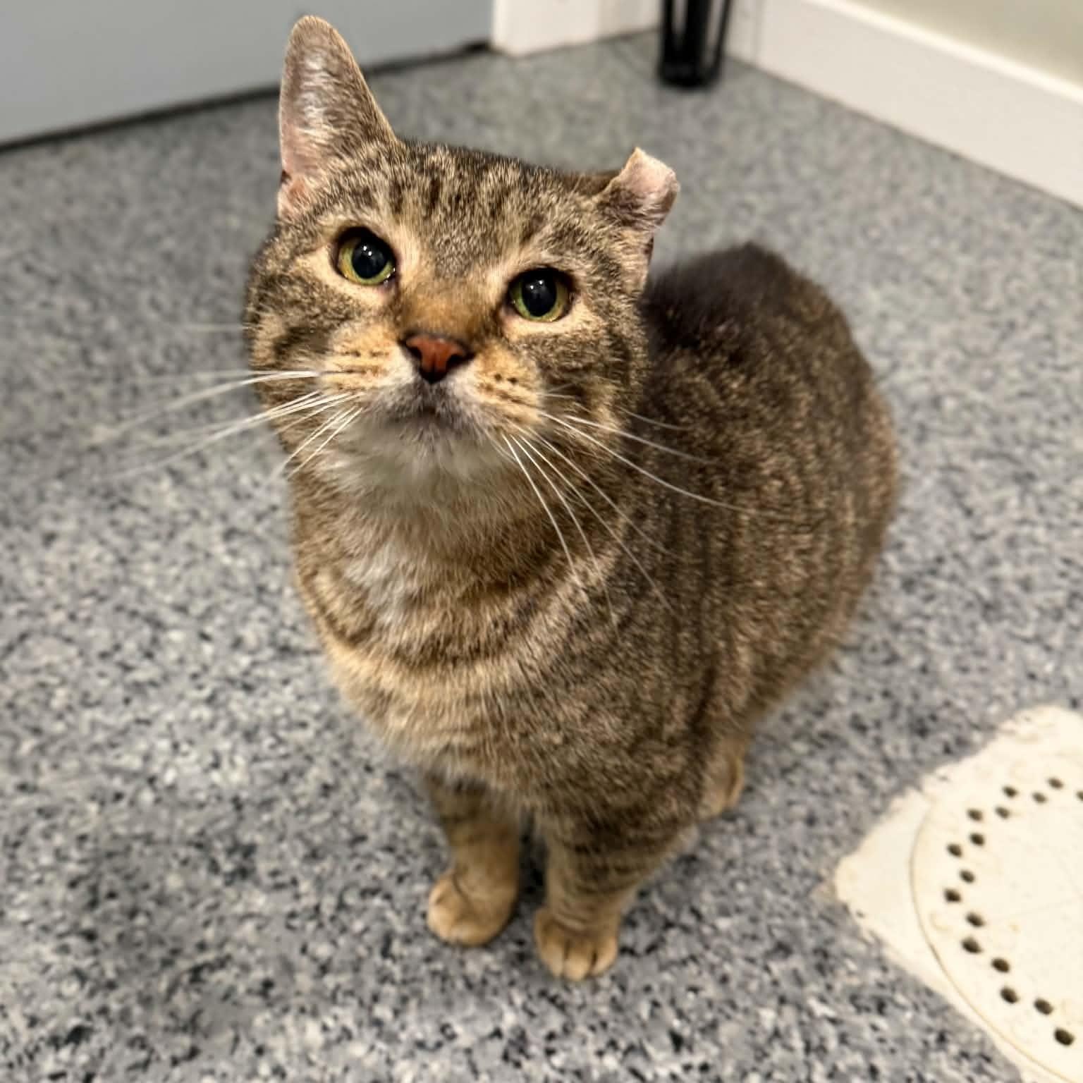 Mitzi, ADOPTABLE, Adult Female Domestic Short Hair & Tabby.