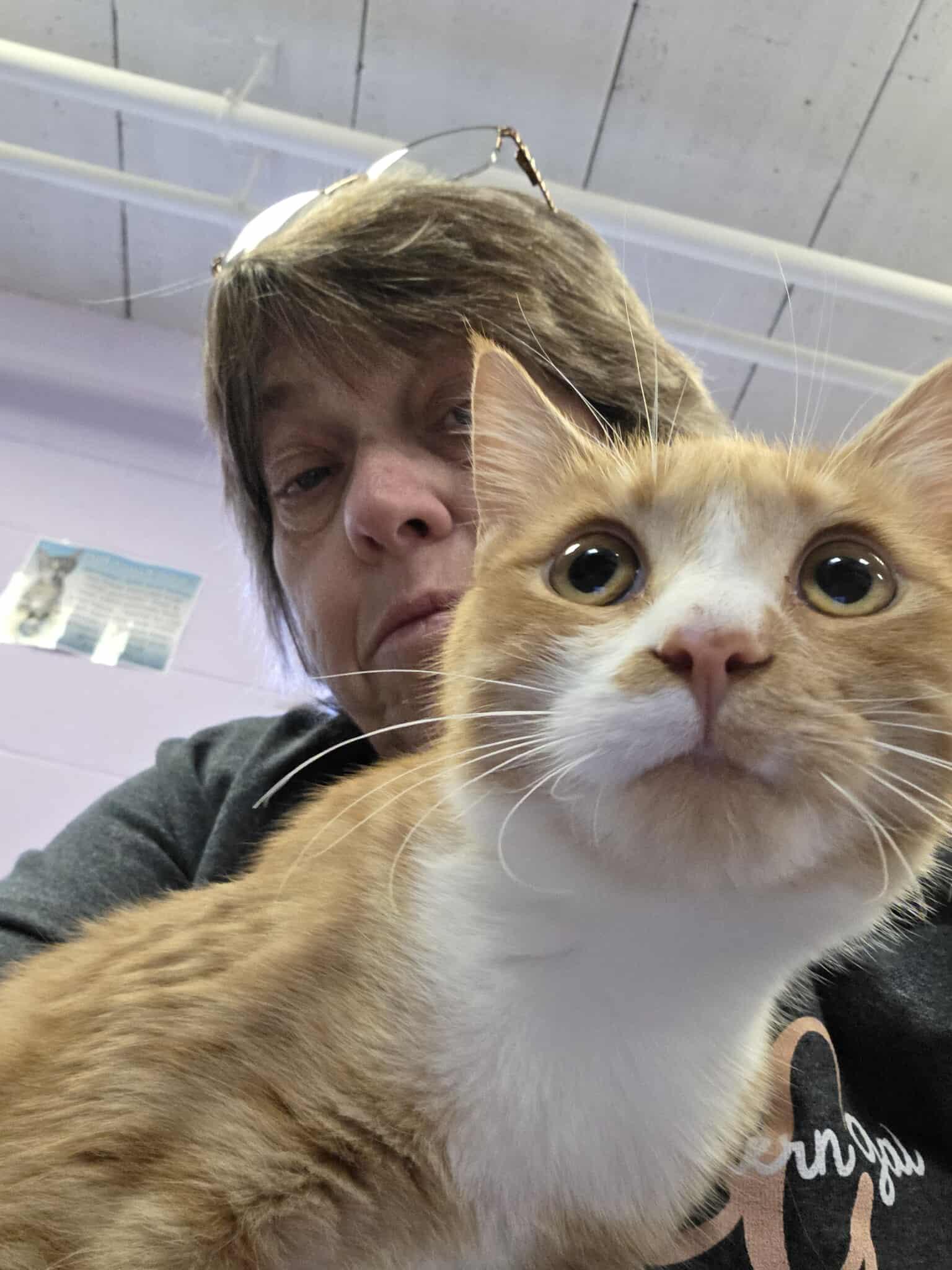 Bella, a Adoptable Domestic Short Hair in Fulton, NY image 2/6