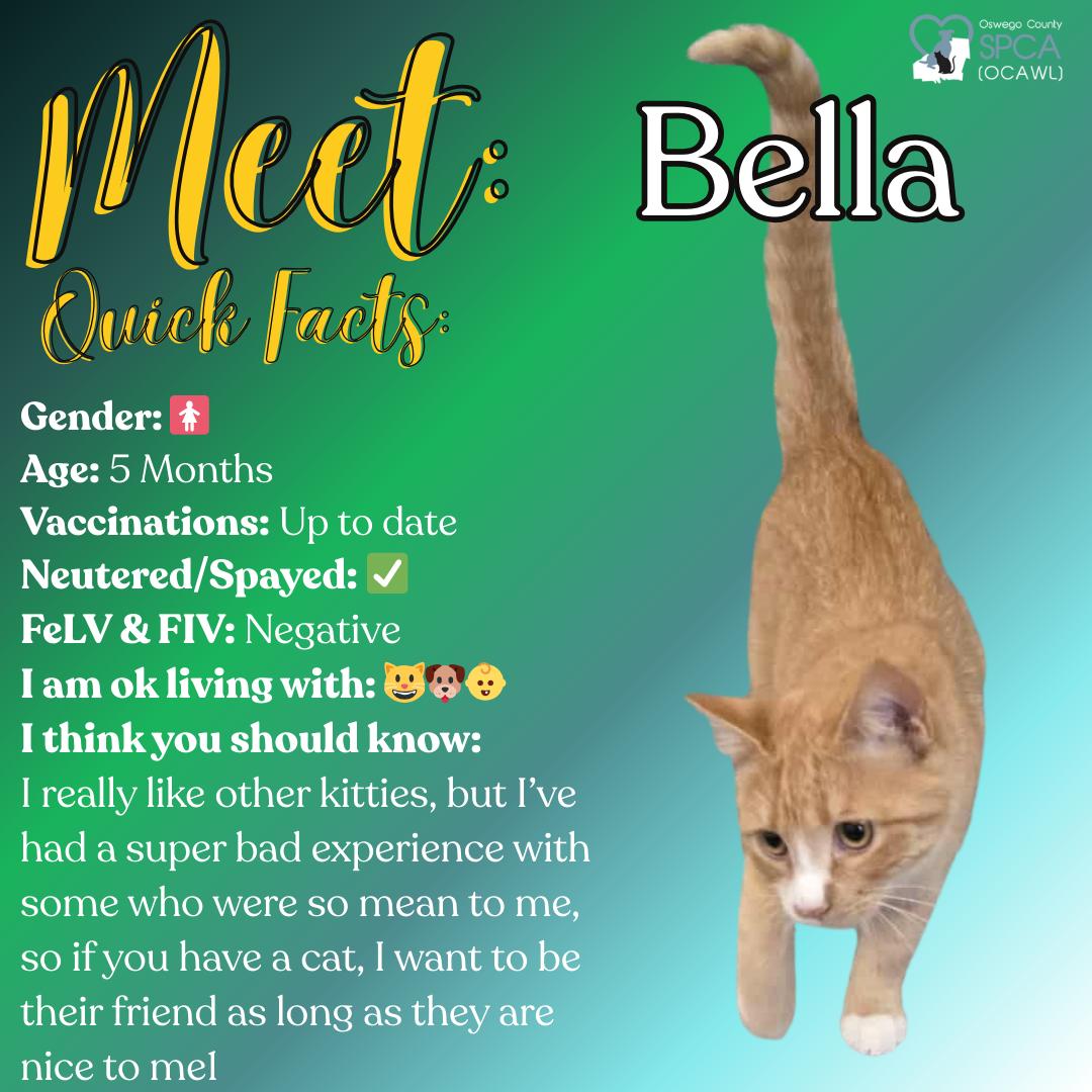 Bella, a Adoptable Domestic Short Hair in Fulton, NY image 1/6