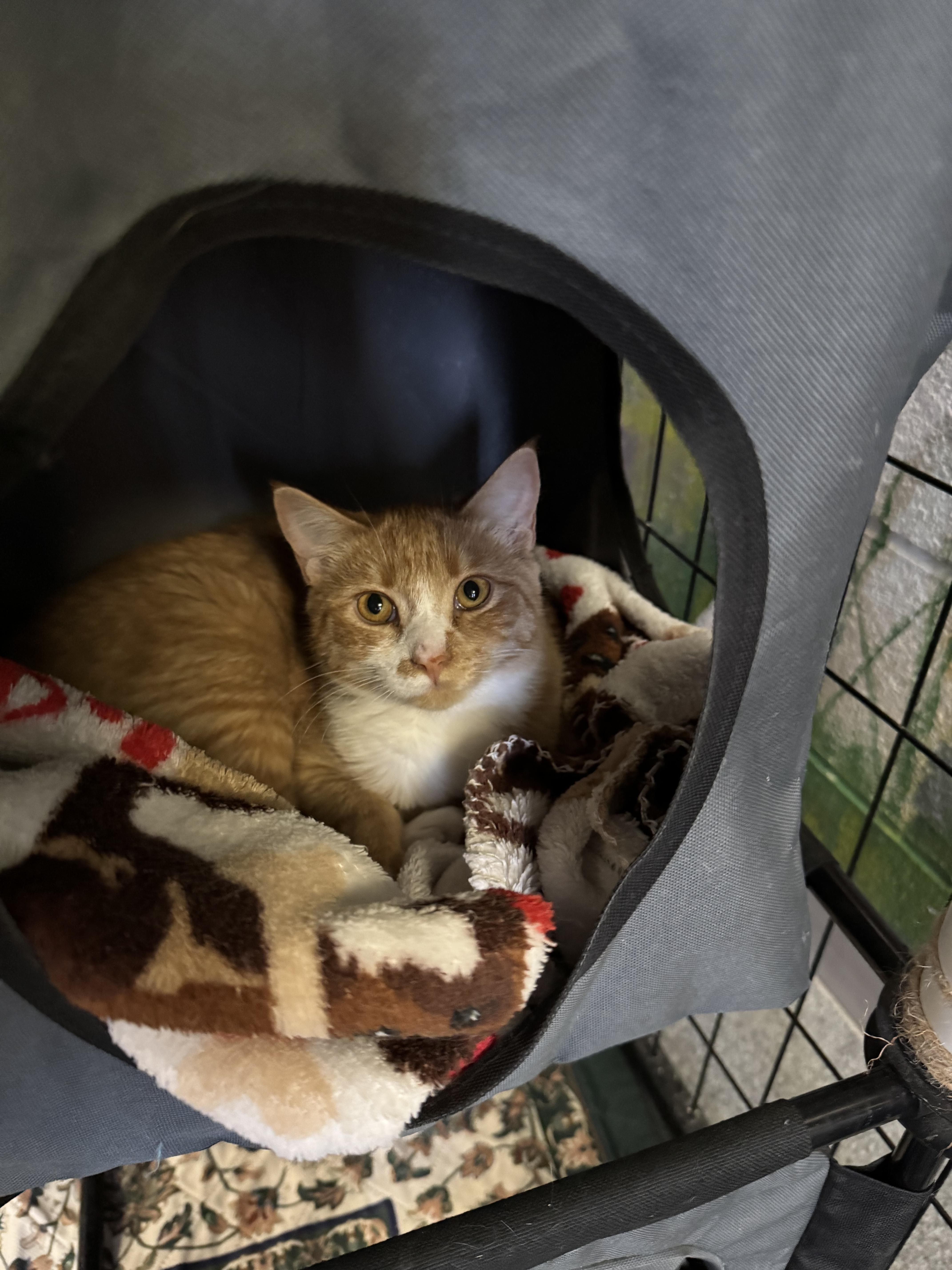 Bella, a Adoptable Domestic Short Hair in Fulton, NY image 3/6