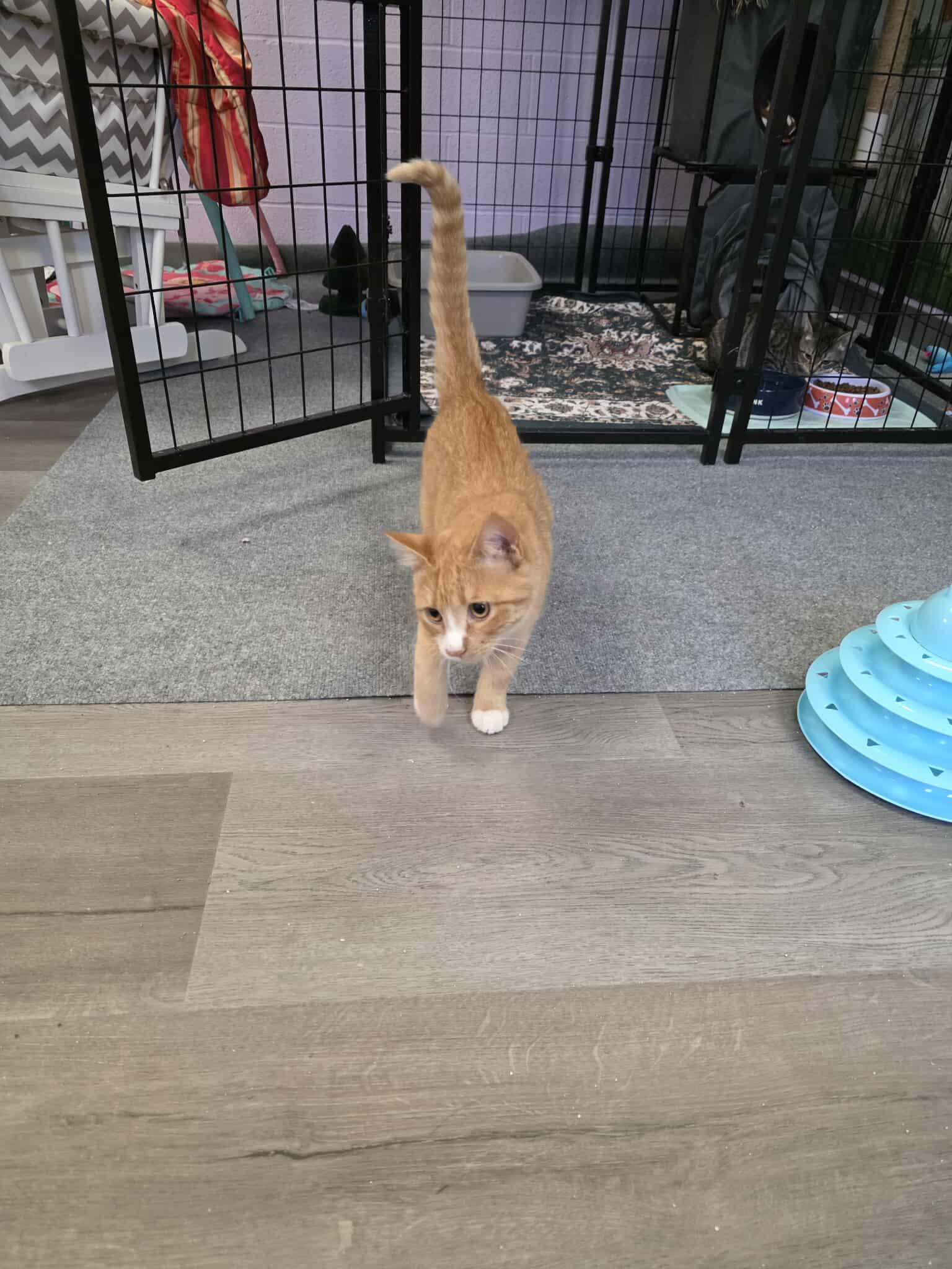 Bella, a Adoptable Domestic Short Hair in Fulton, NY image 4/6