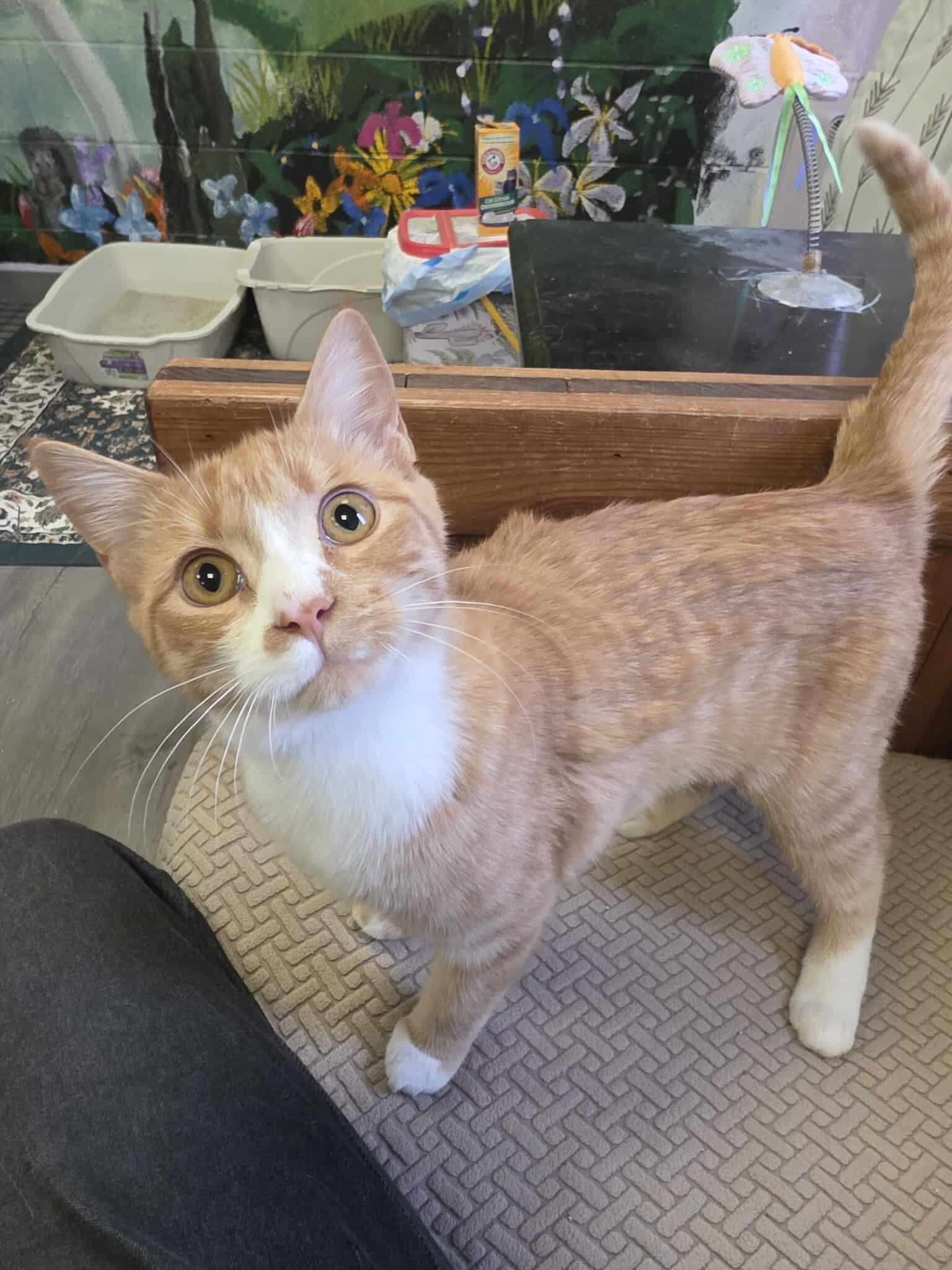 Bella, a Adoptable Domestic Short Hair in Fulton, NY image 5/6