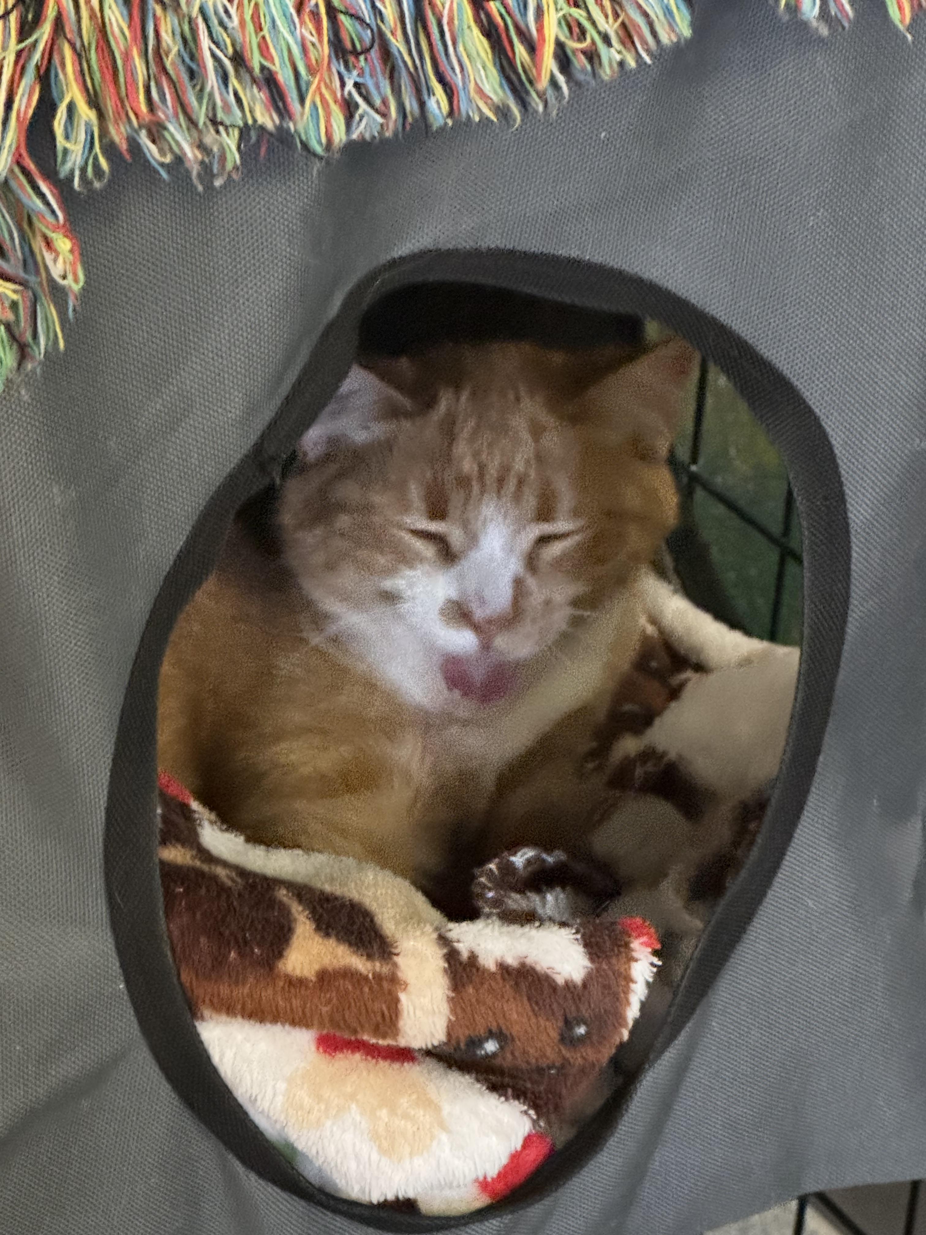 Bella, a Adoptable Domestic Short Hair in Fulton, NY image 6/6