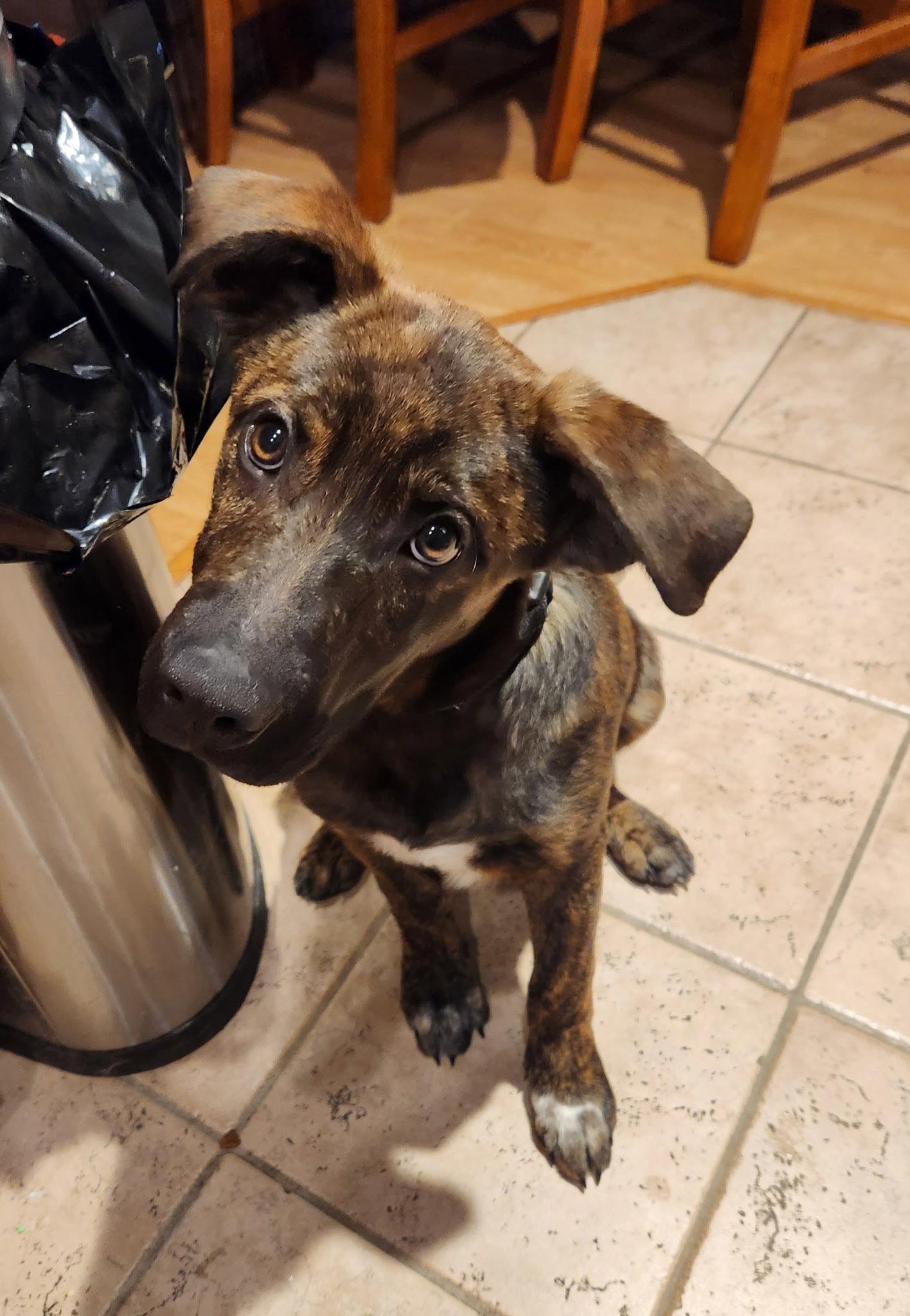 Nick, a Adoptable Mixed Breed in Polson, MT image 1/3