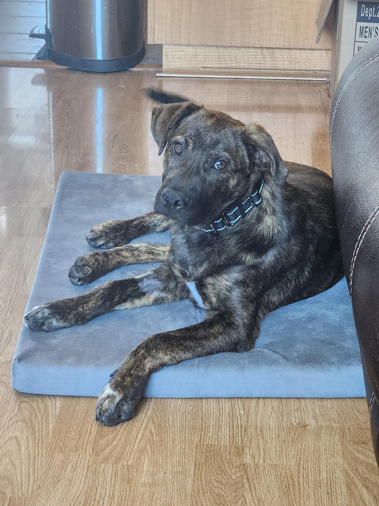 Nick, a Adoptable Mixed Breed in Polson, MT image 2/3