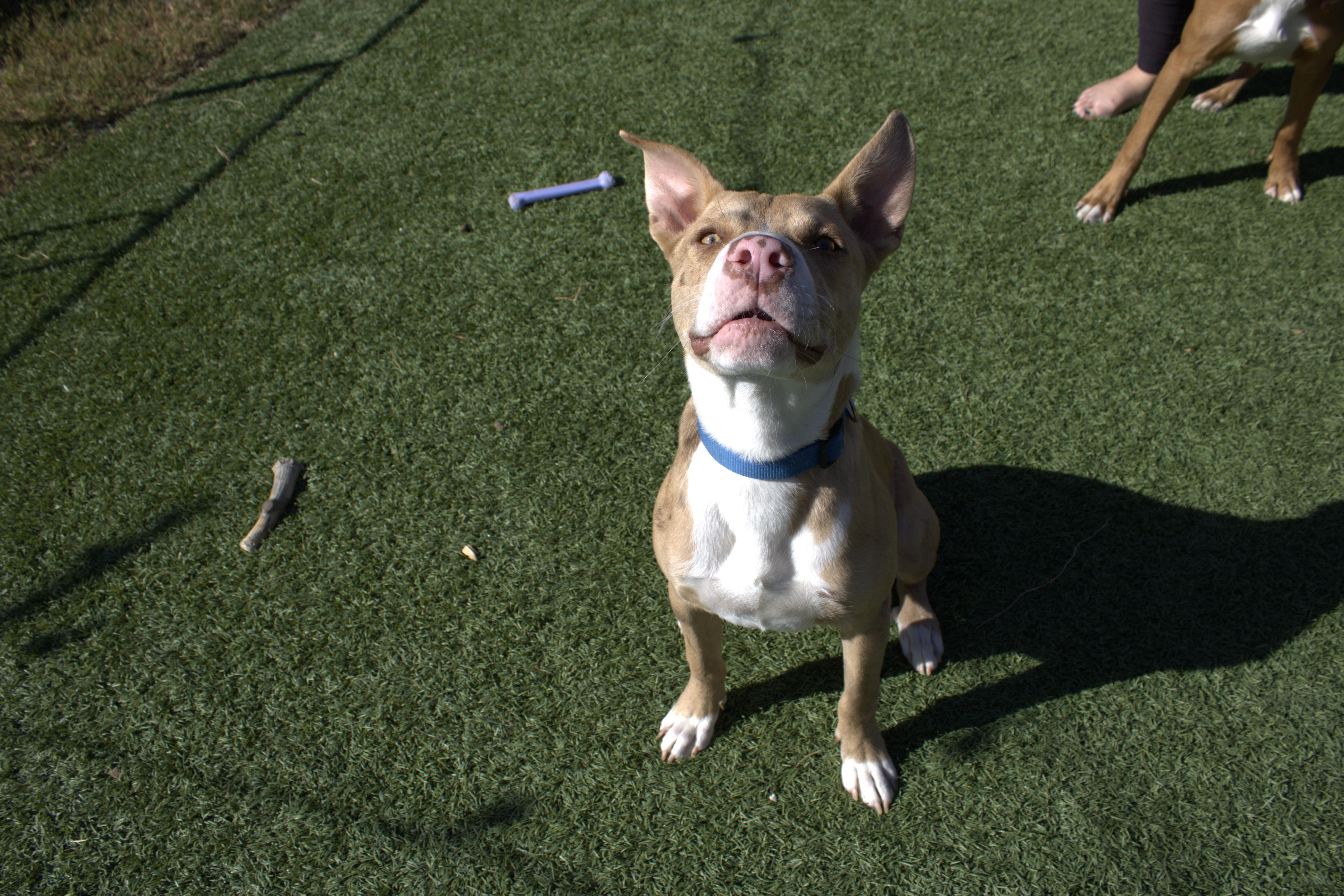 Oakley, adopted, Young Male American Staffordshire Terrier.