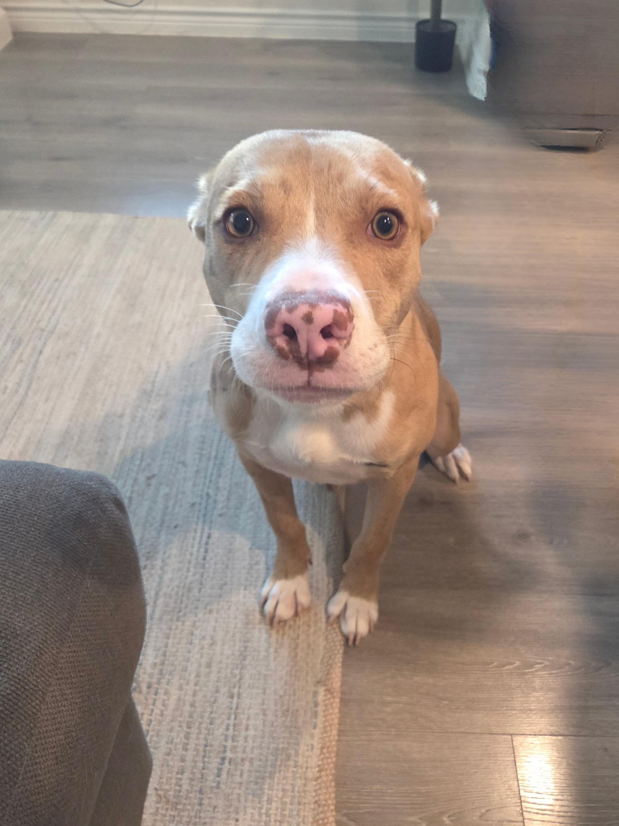 Oakley, an adopted mixed breed in Anna, TX image 3/6