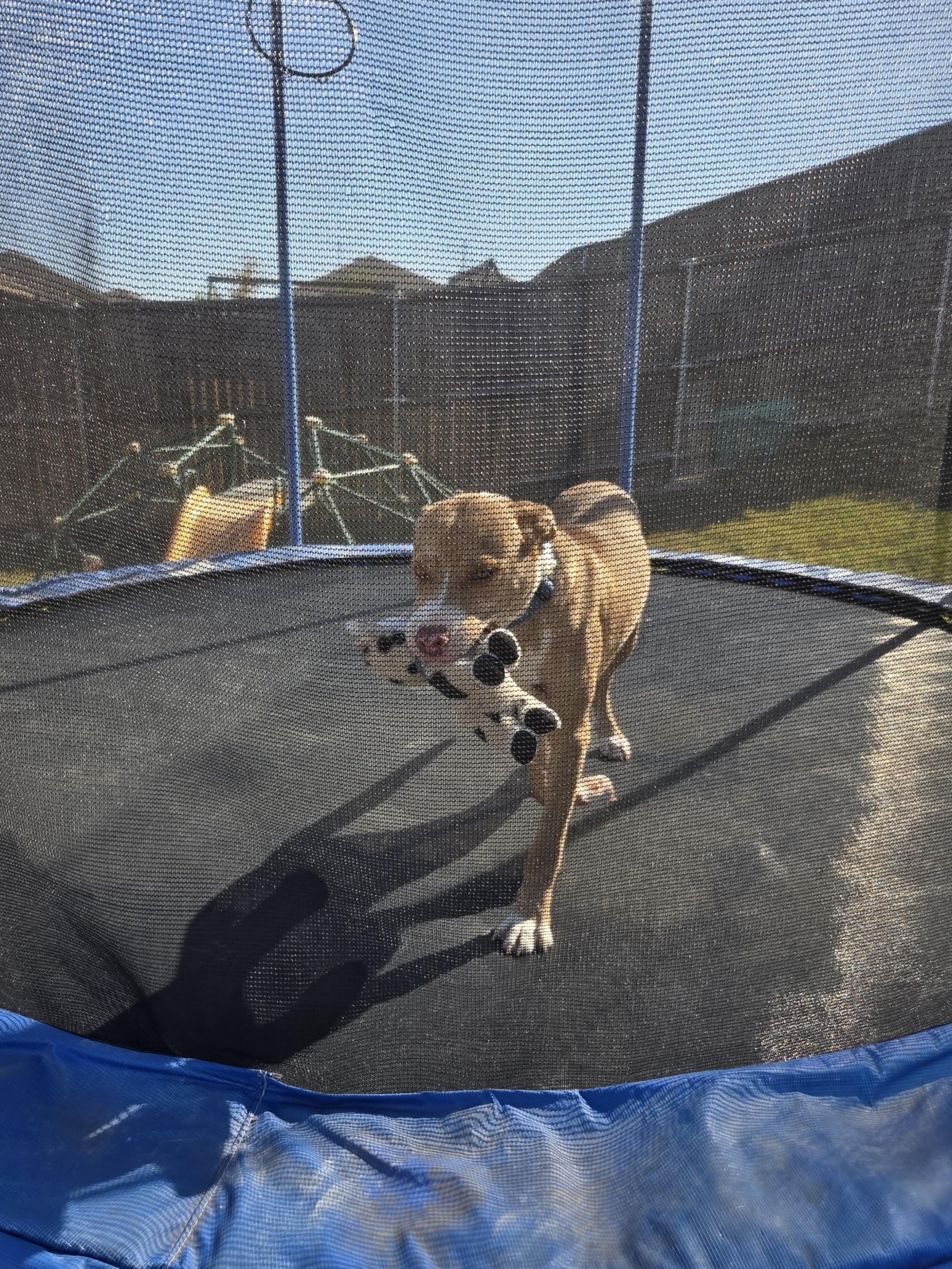 Oakley, an adopted mixed breed in Anna, TX image 5/6