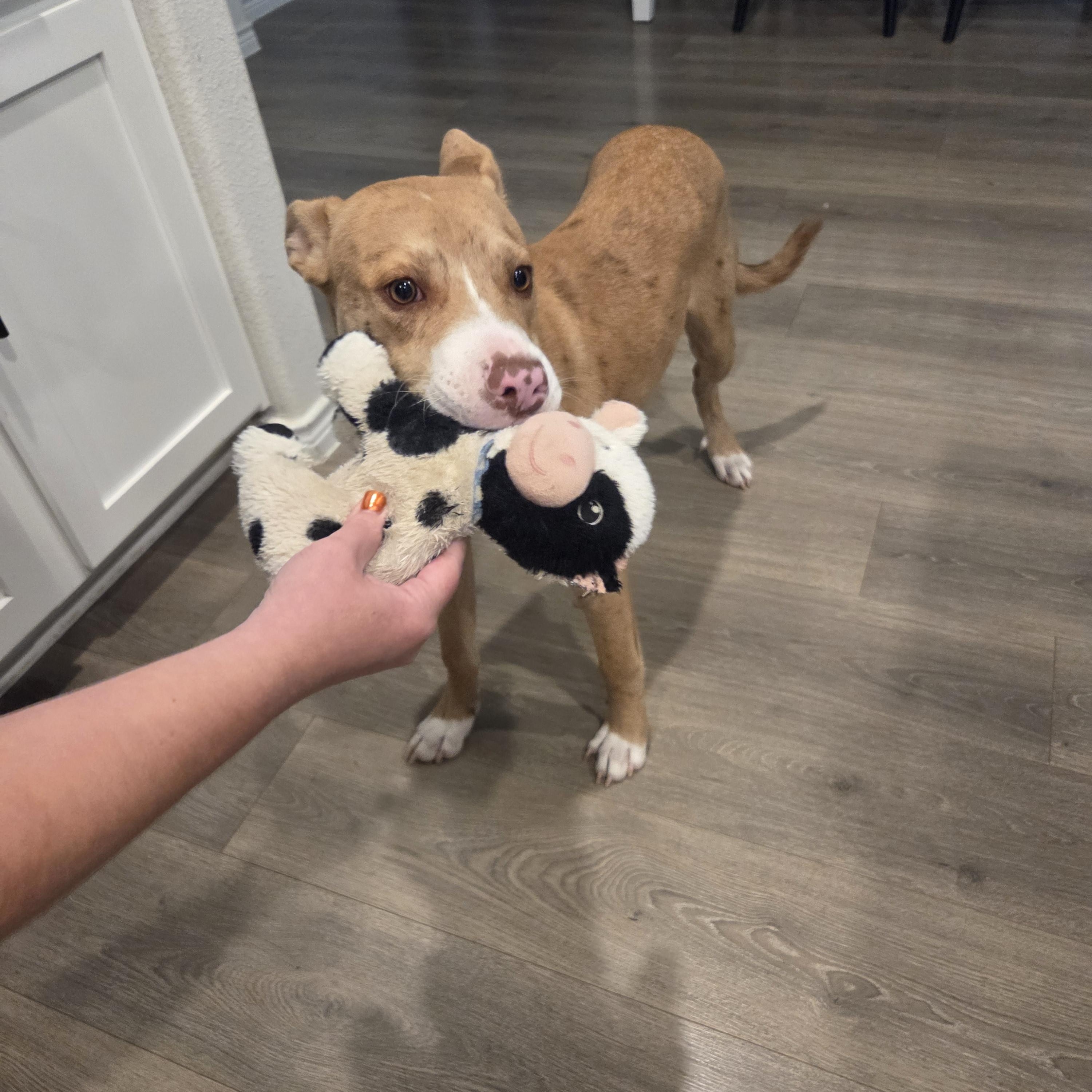 Oakley, an adopted mixed breed in Anna, TX image 6/6