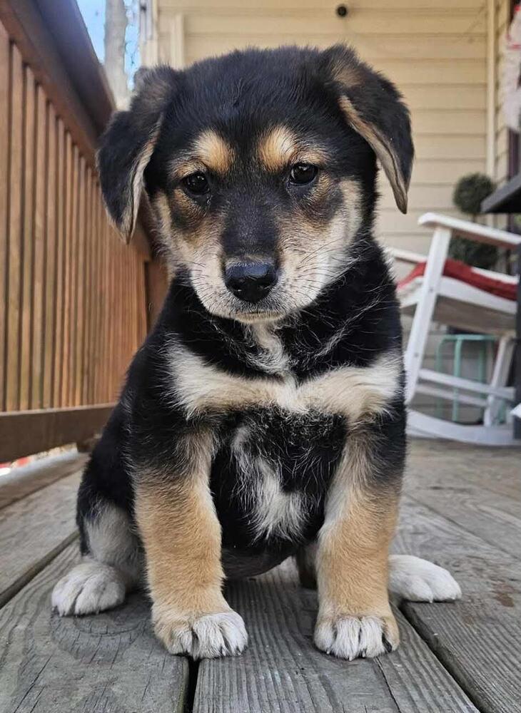 Belle, Adopted, Puppy Female Shepherd.