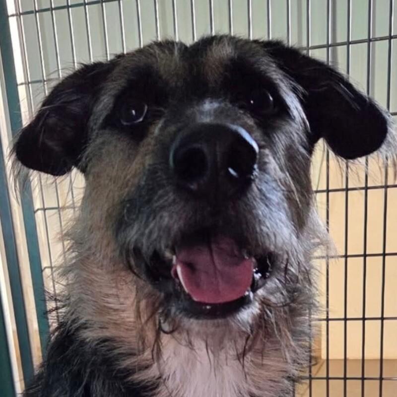 Hank, Adoptable, Adult Male Terrier & Mixed Breed.