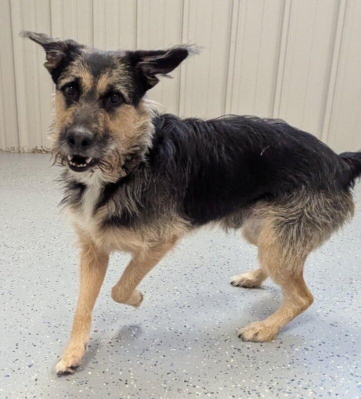 Enlarge Hank, a Adoptable mixed breed in Yankton, SD image 3/5